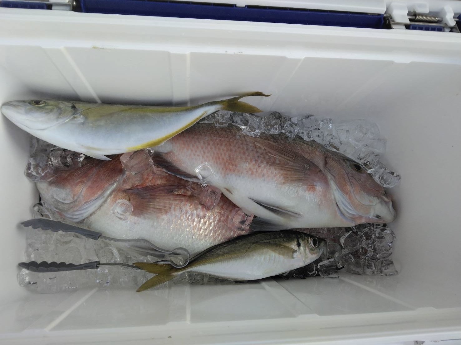 金子様　マダイ　シマアジ