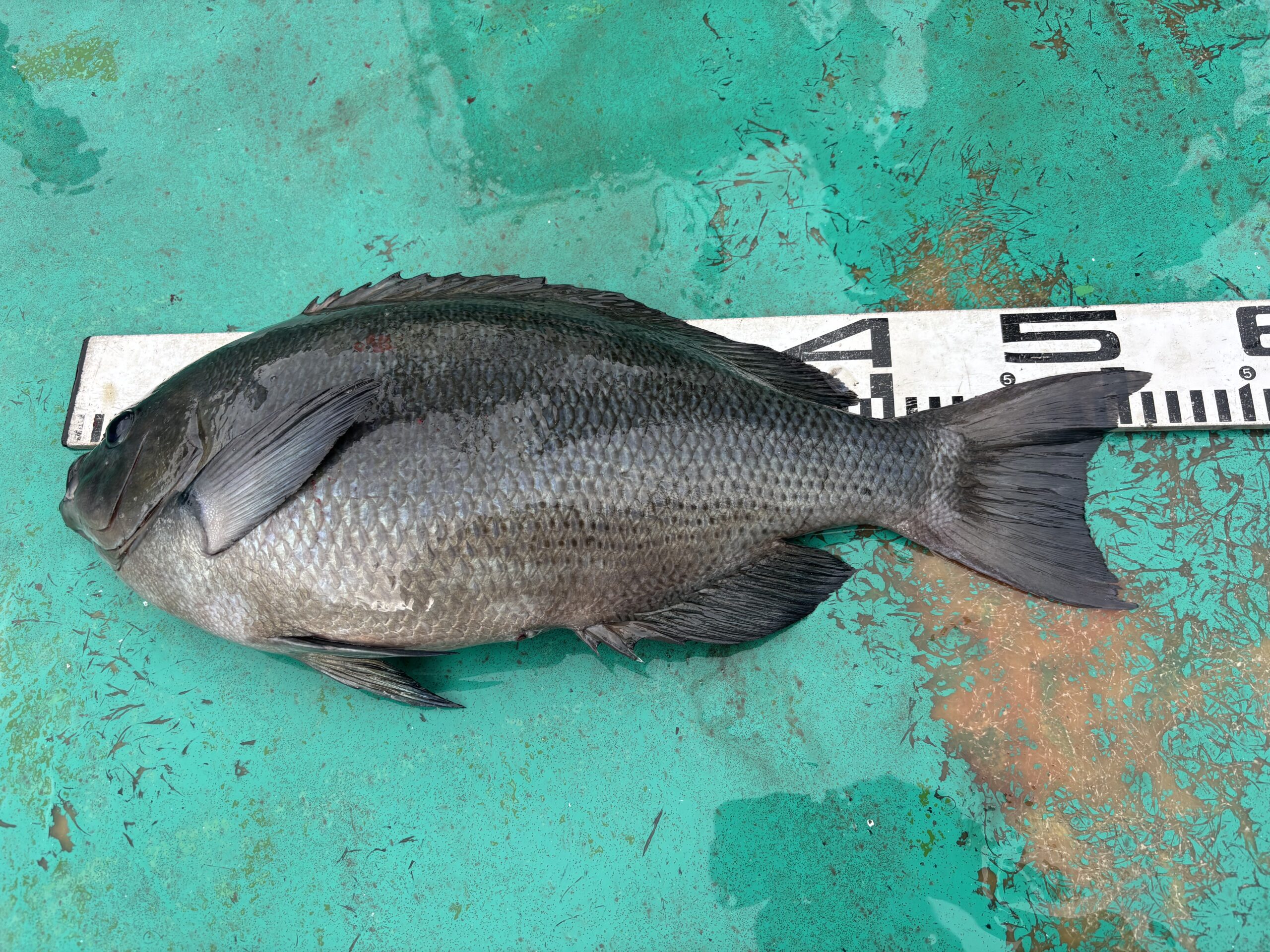 【グレCS入賞】岩内様　グレ５１．２センチ