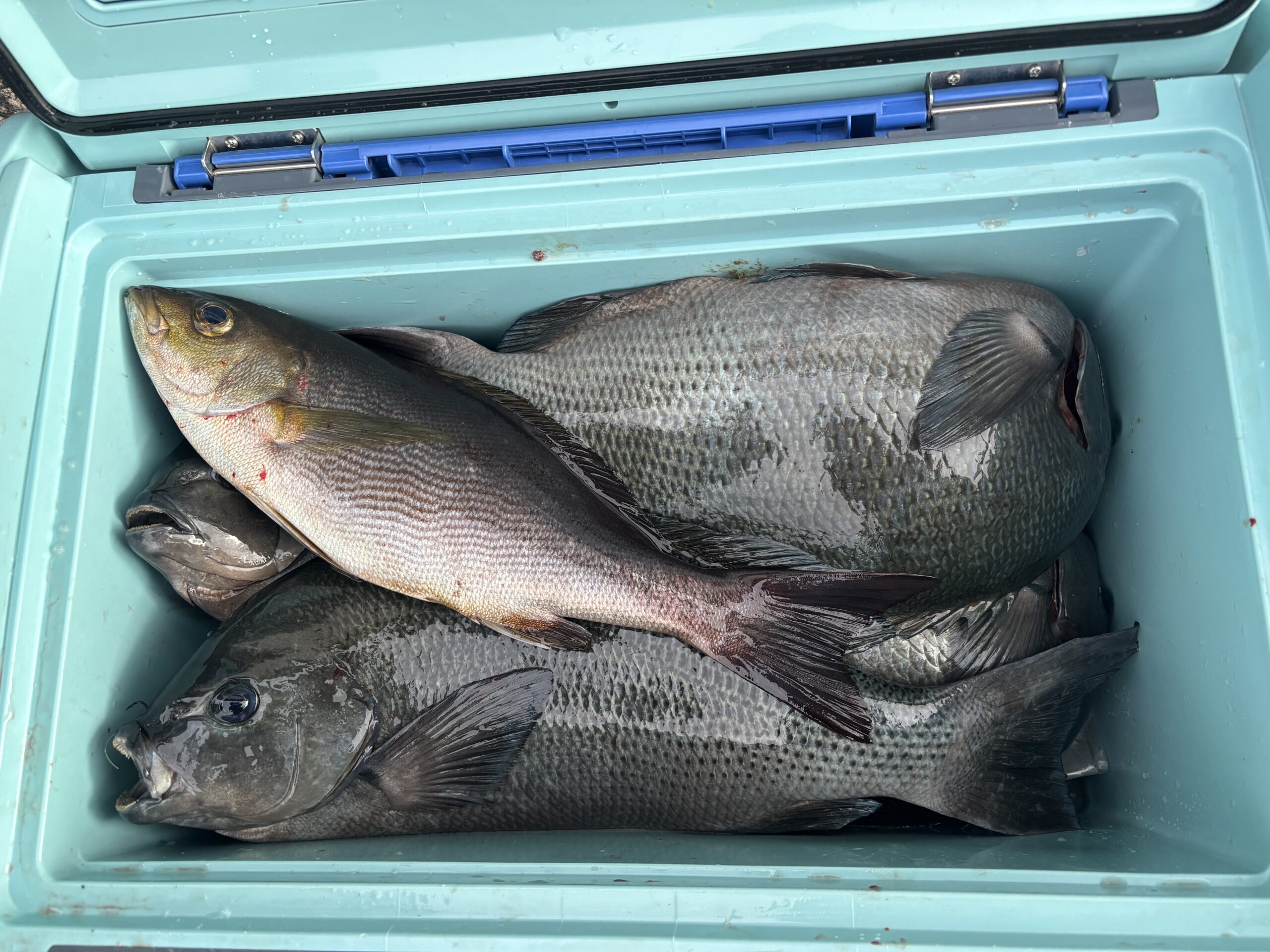 よくグレ釣れております！