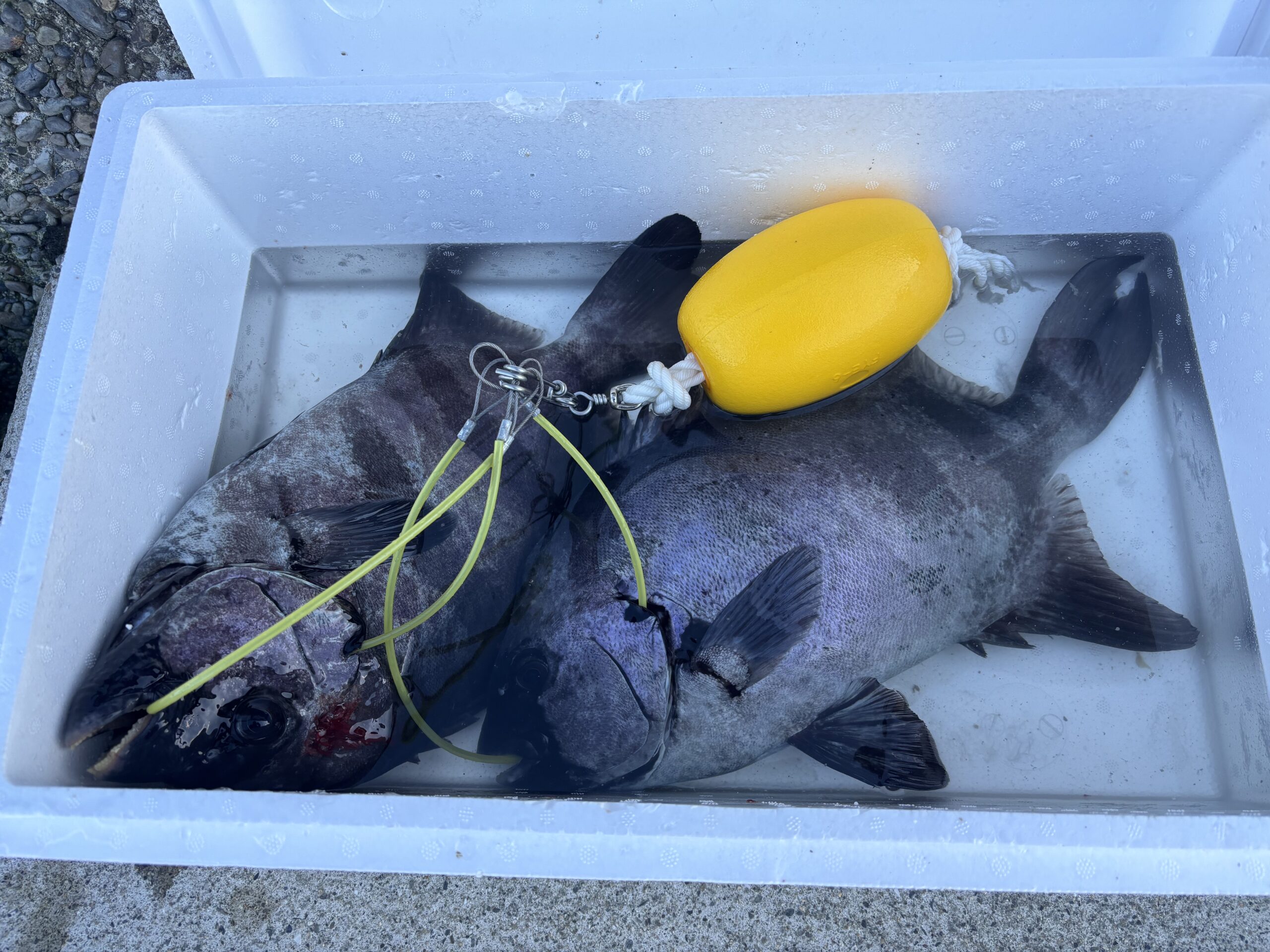 島内様　イシダイ50～55センチ2尾