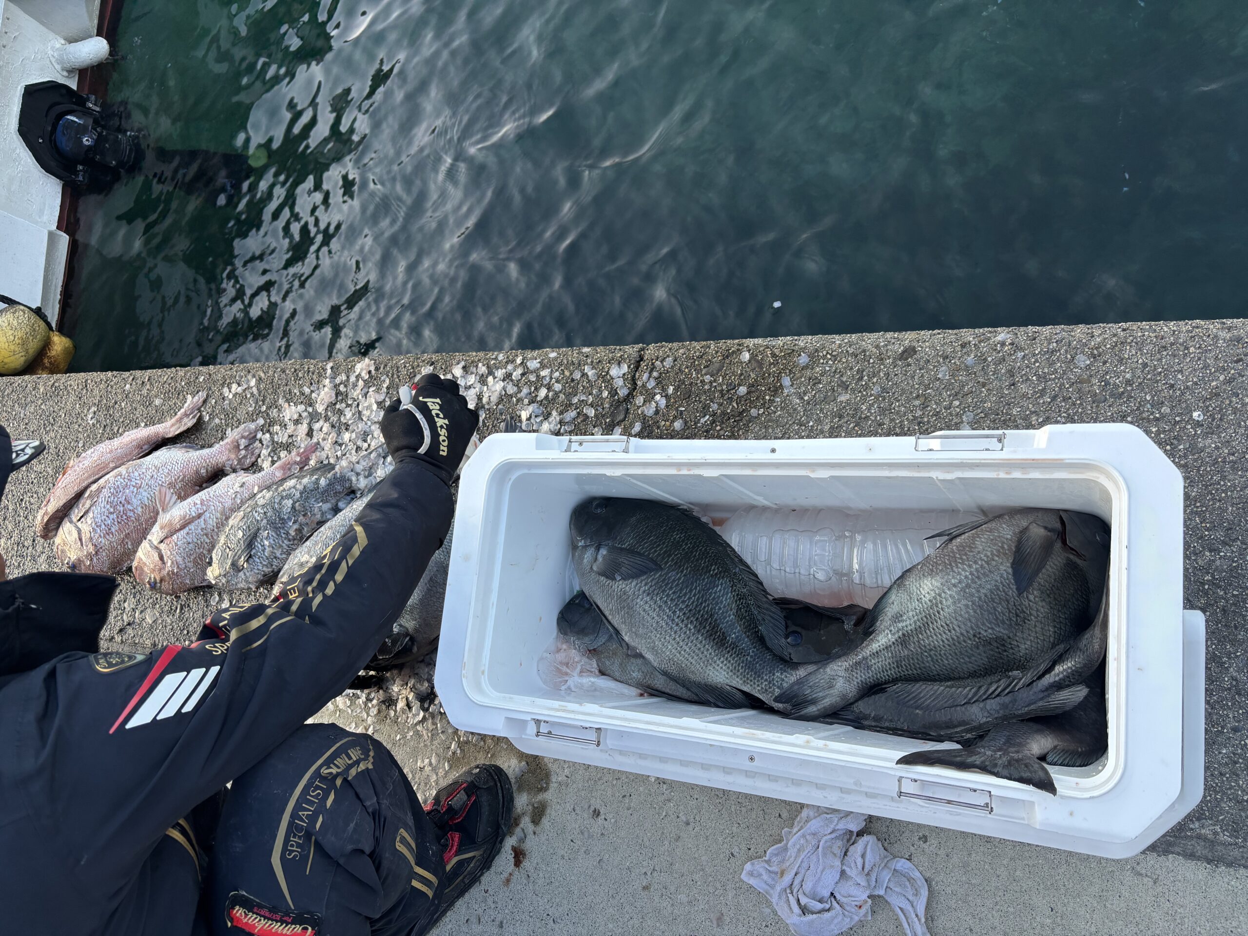 最新釣果です！