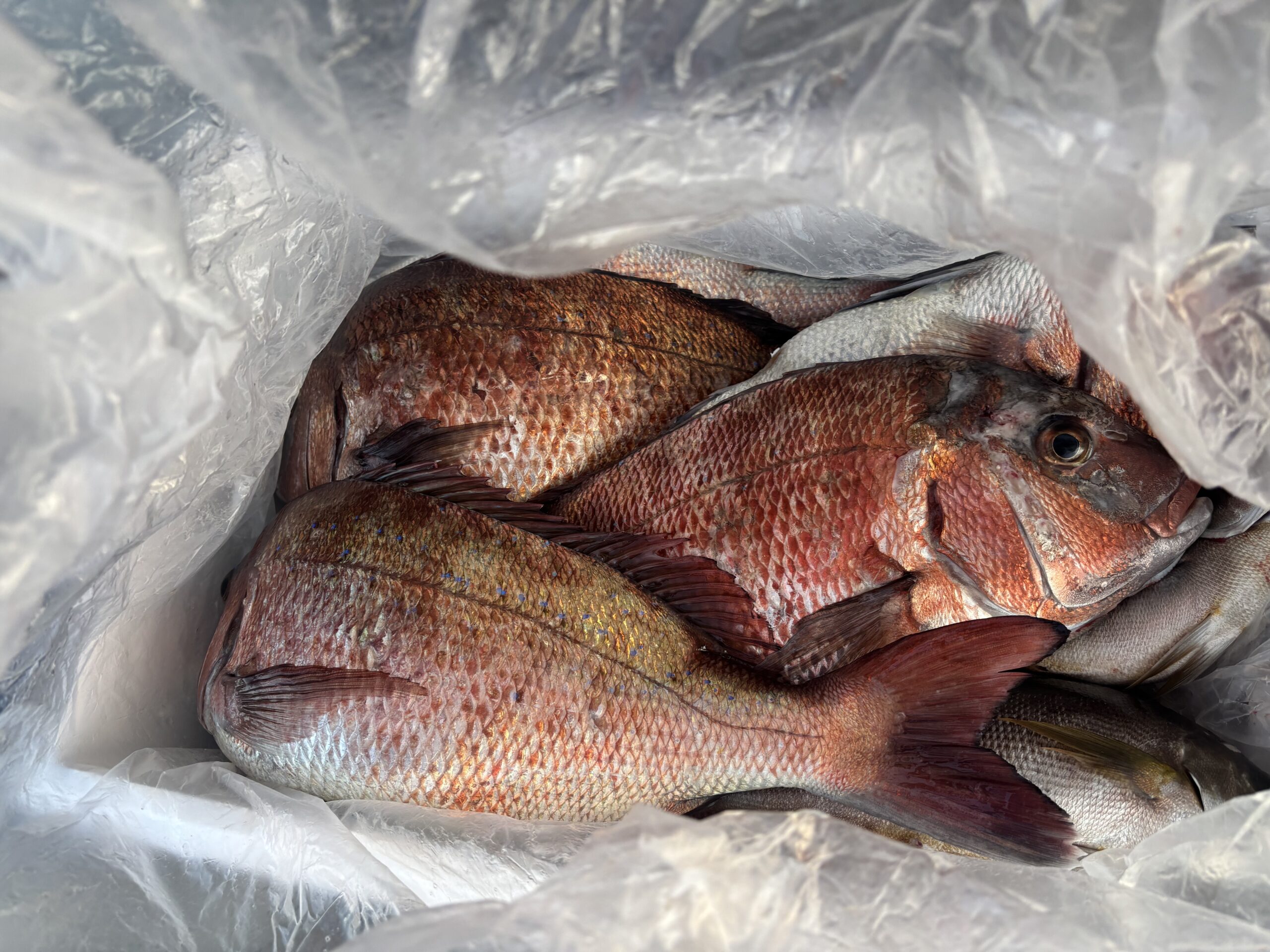 最新釣果です。グレちょろっとマダイいっぱい！青物は・・・