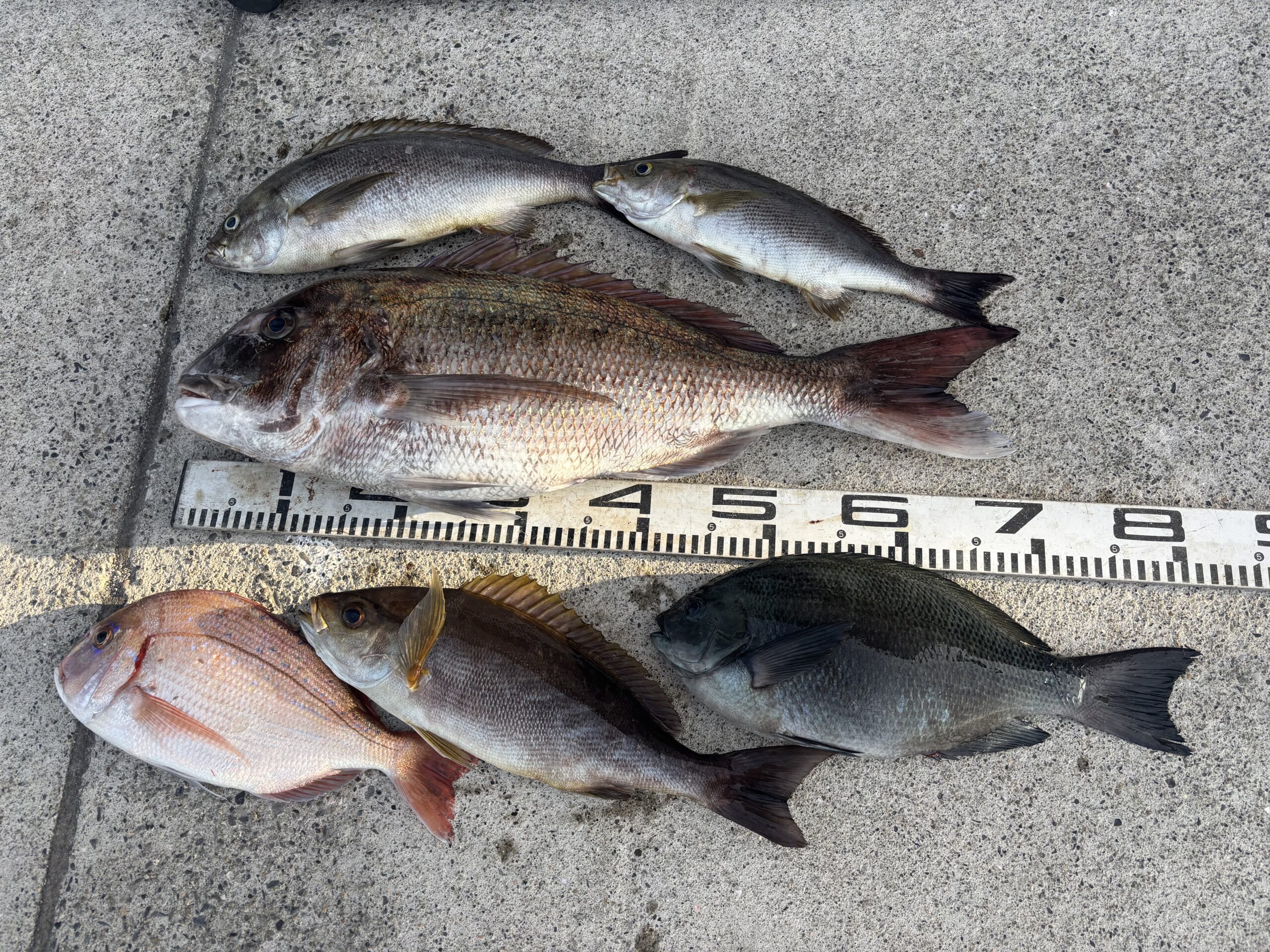 坂口様　マダイ６８センチ　イサキ４５センチ