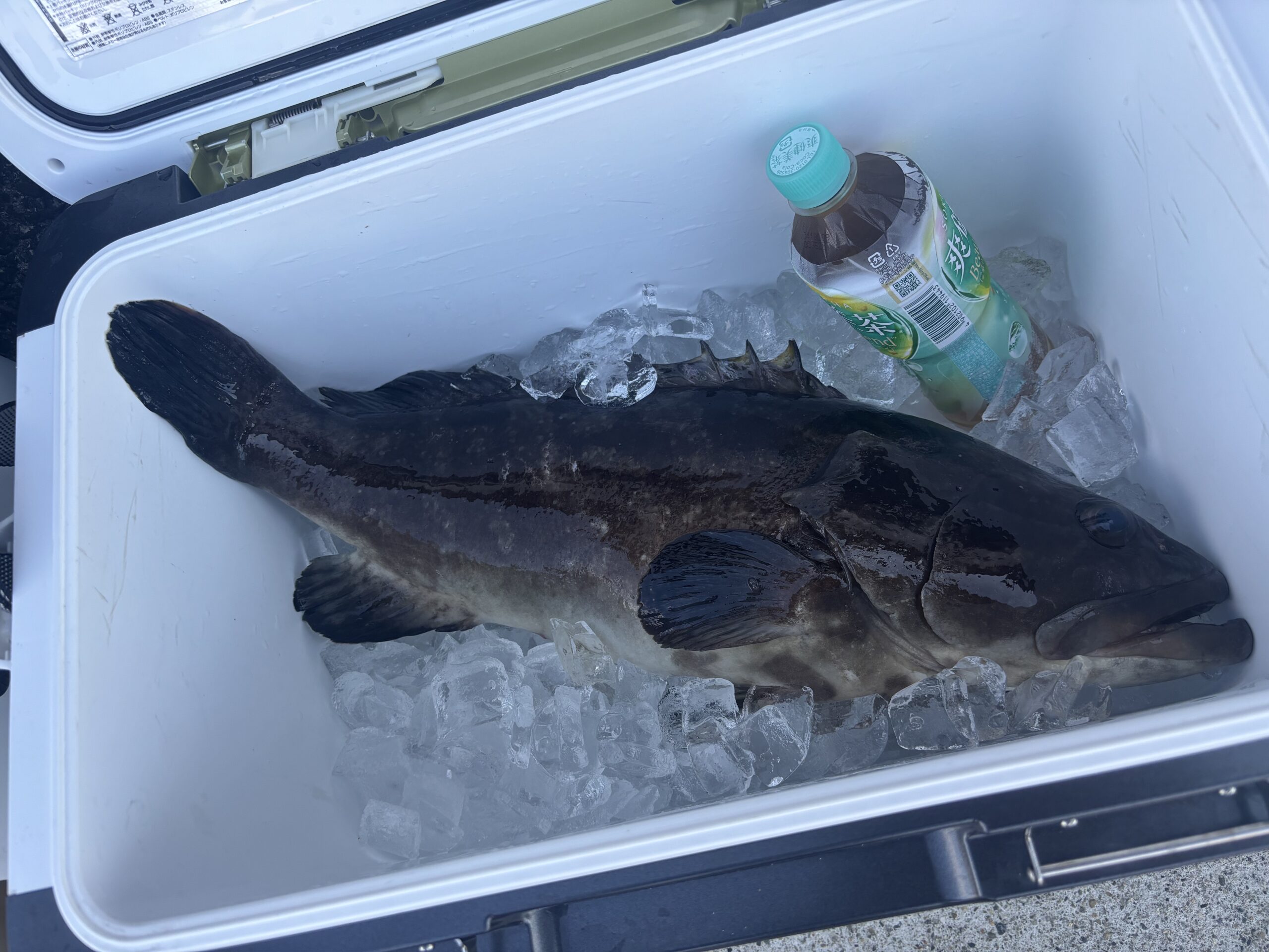 最新釣果です。クエ！久々のブリ！