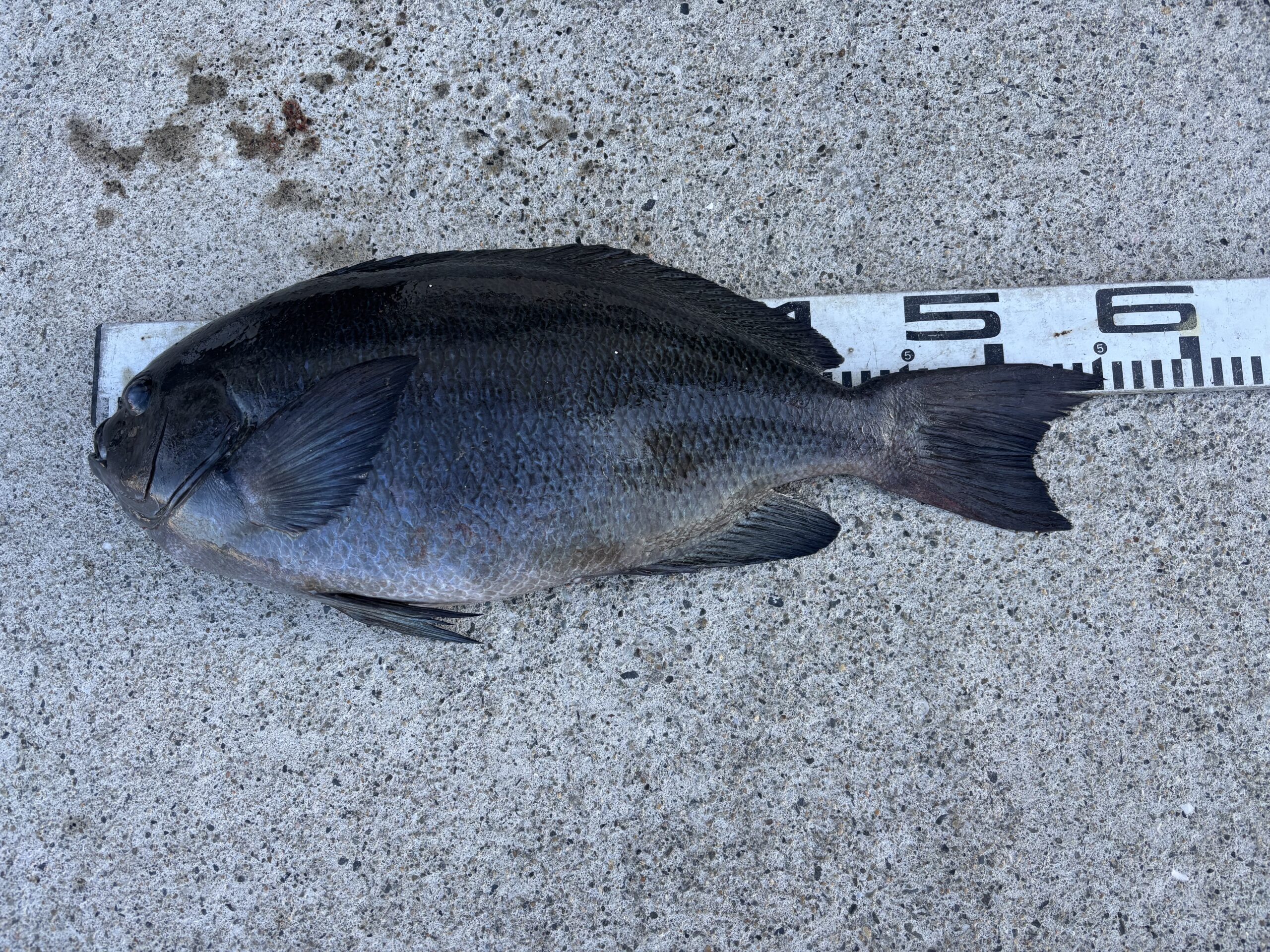 『グレチャンピオンシップ』入賞！