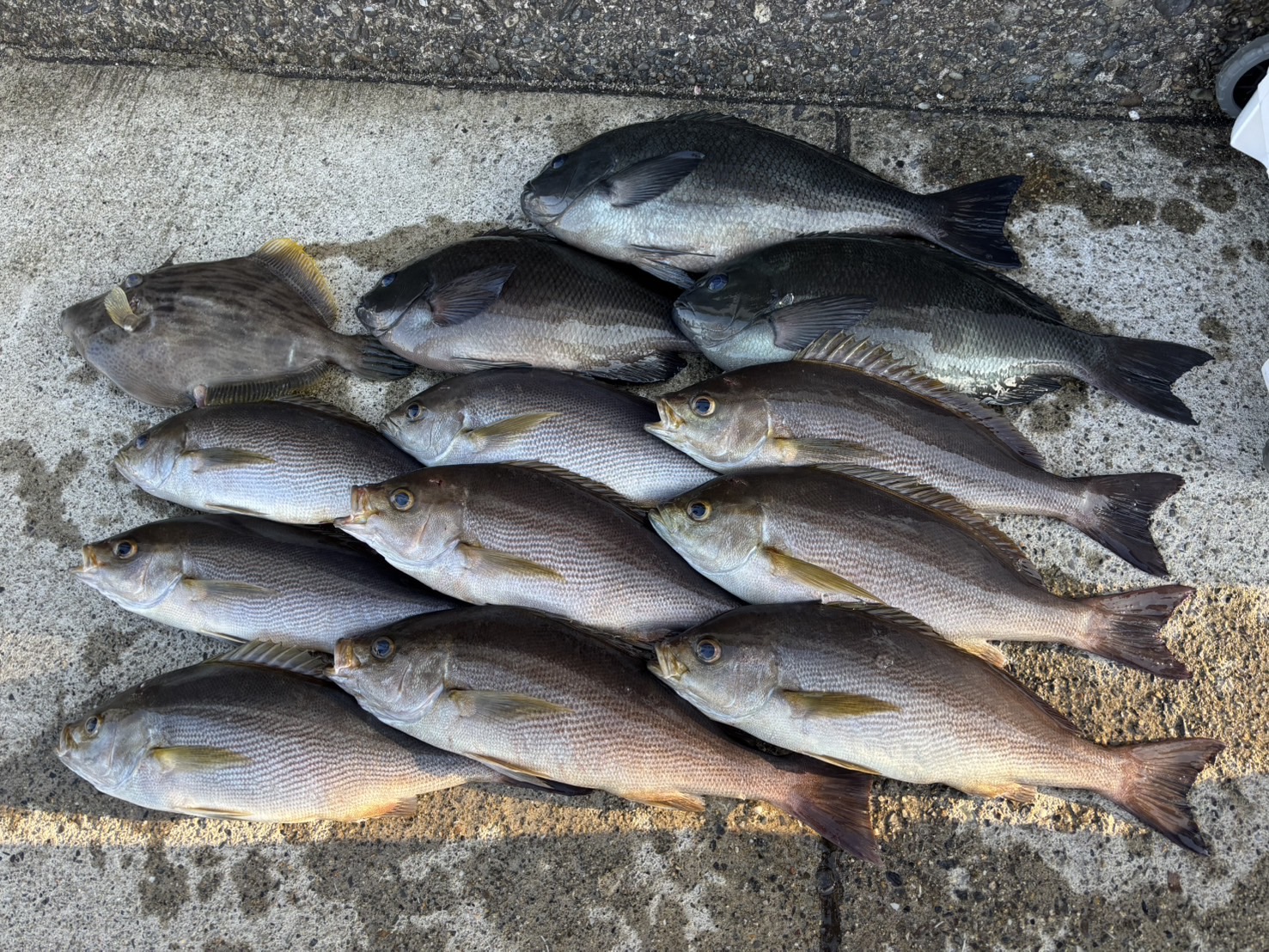 Hirowatari様　ジャンボイサキ爆釣！グレも！