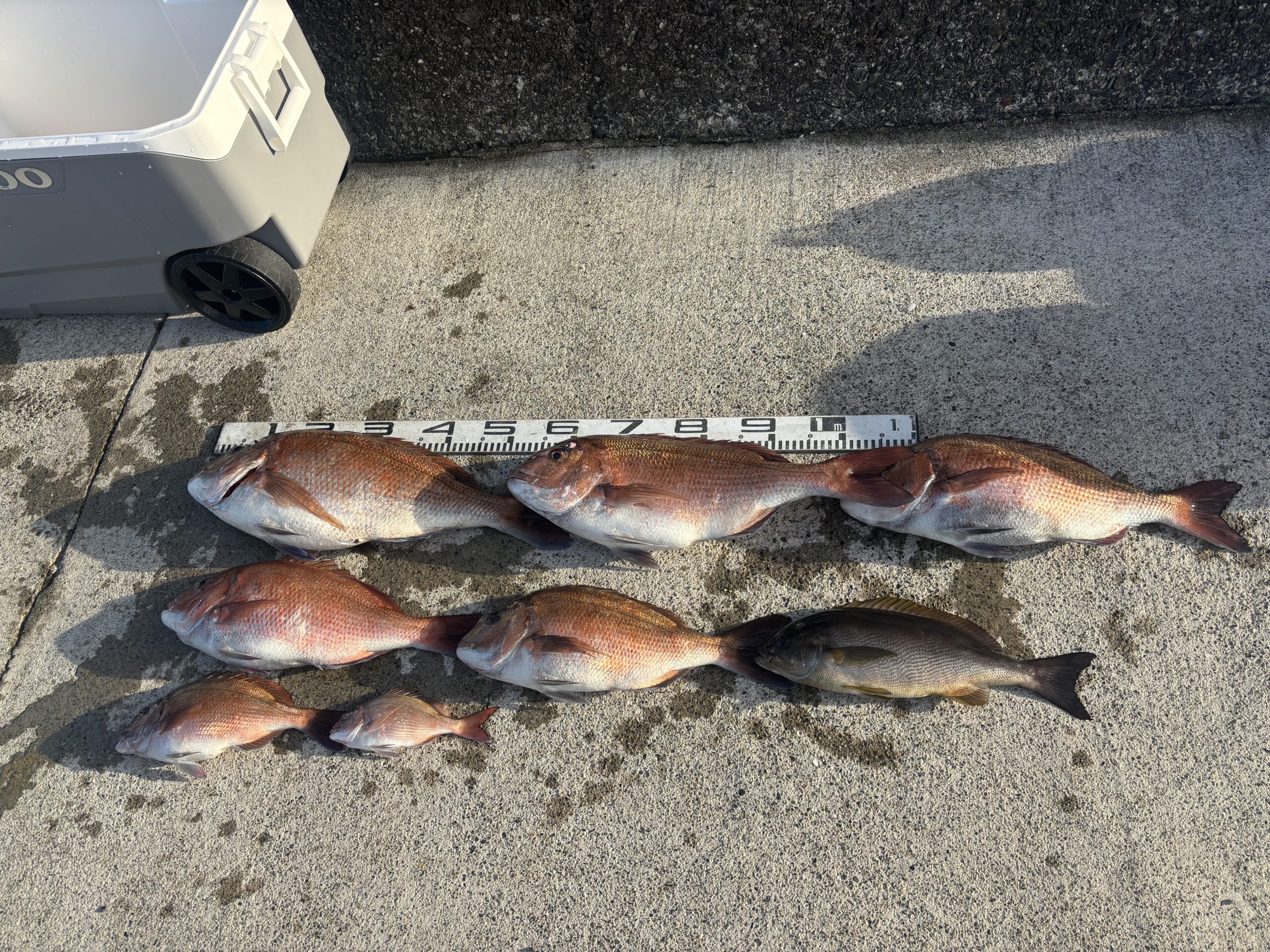 米田様　マダイ40～65センチ5尾　ジャンボイサキ１尾