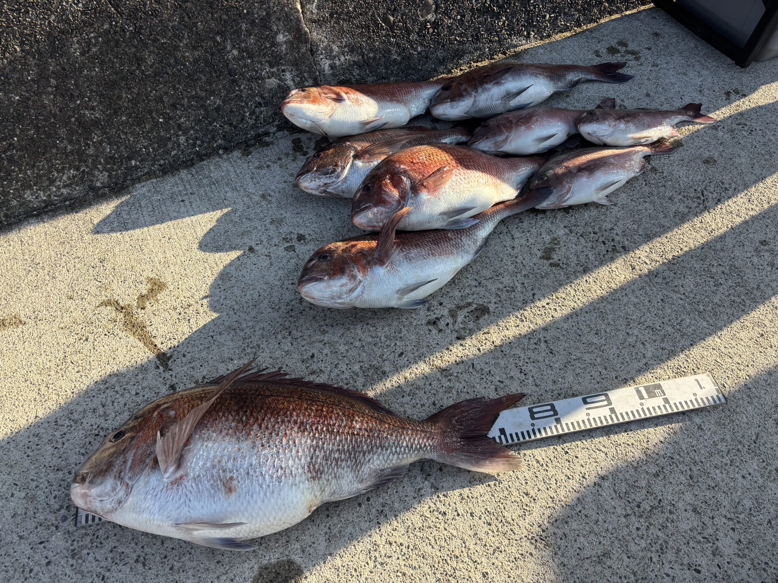 『マダイGP入賞！山中３号様』