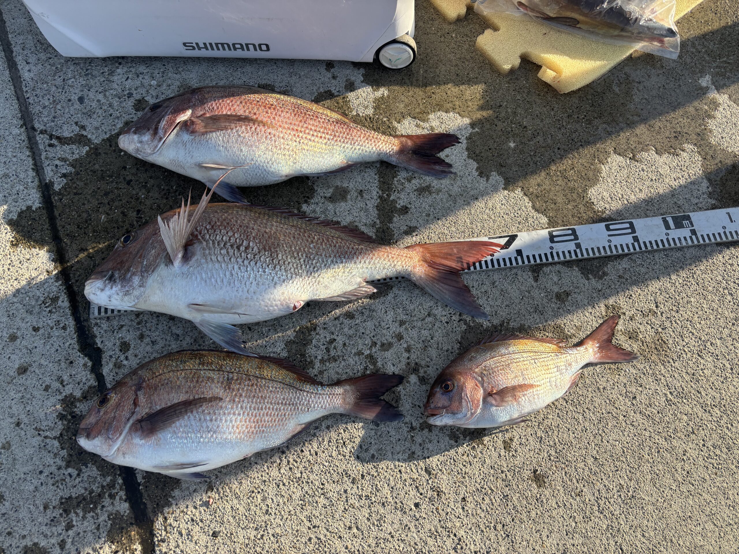 元井様　マダイ68.5センチ！