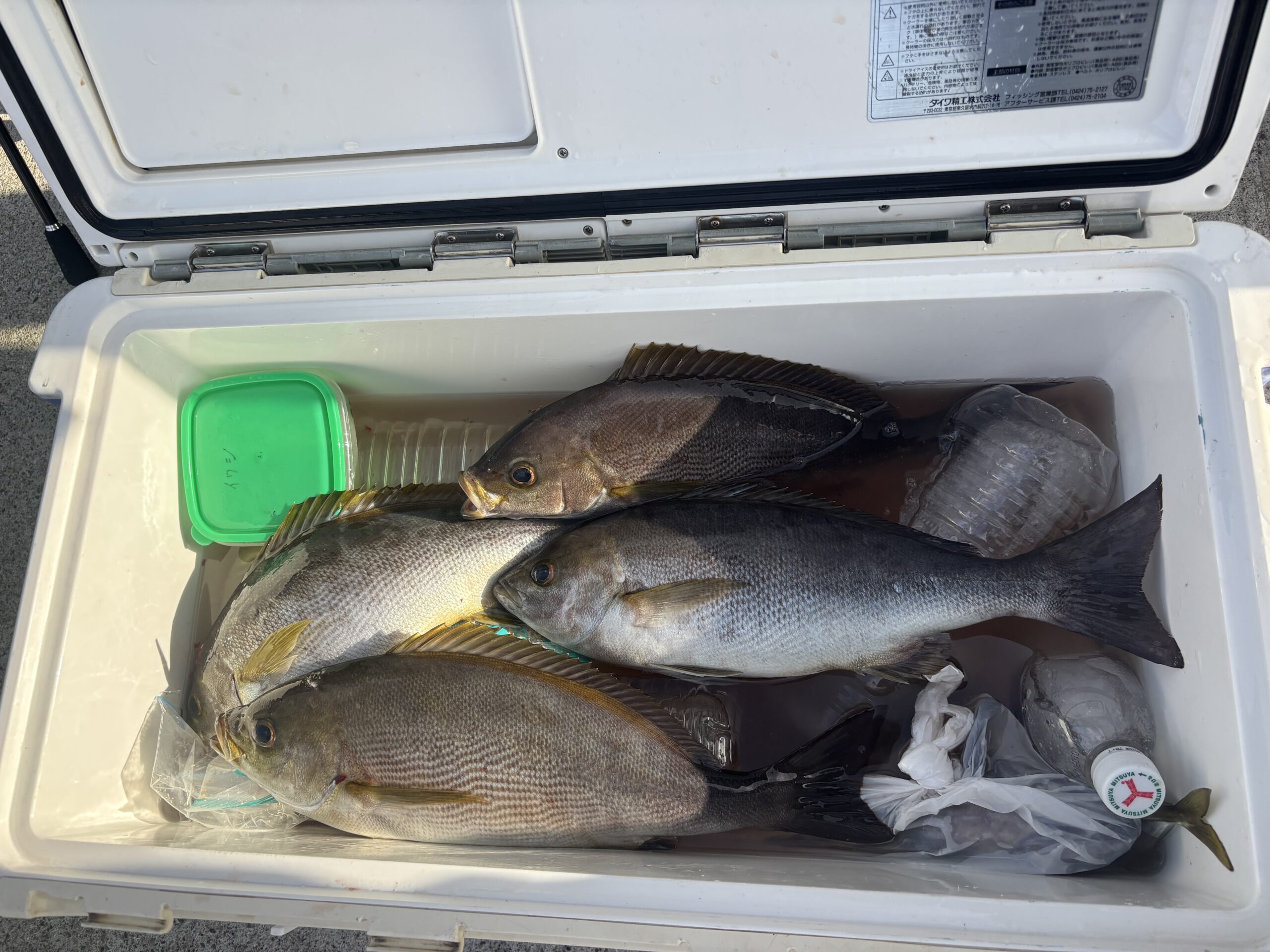 最新釣果です。ジャンボイサキも釣れてます。