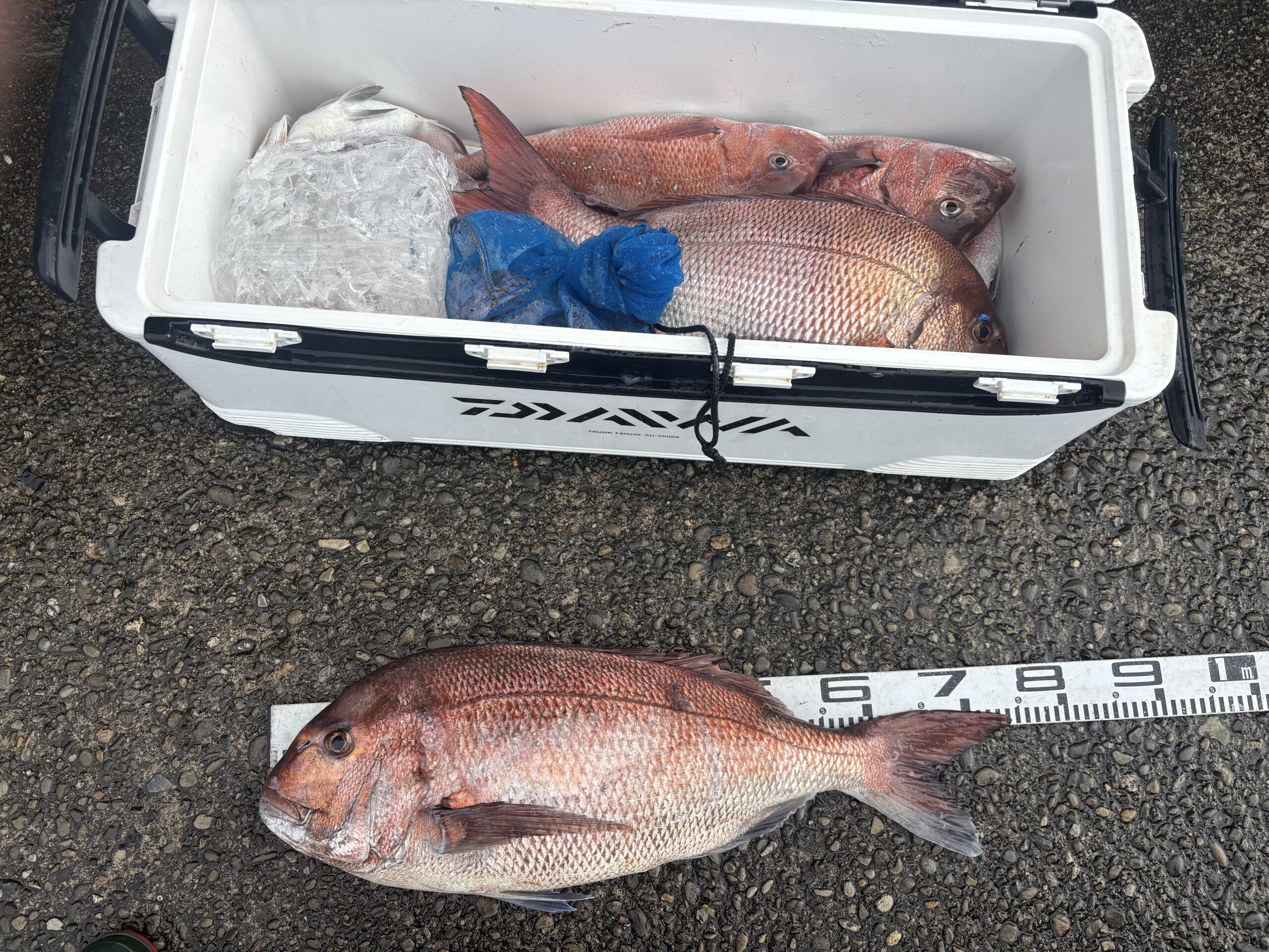 【マダイGP入賞】鬼の坂口様　マダイ７４．０センチ