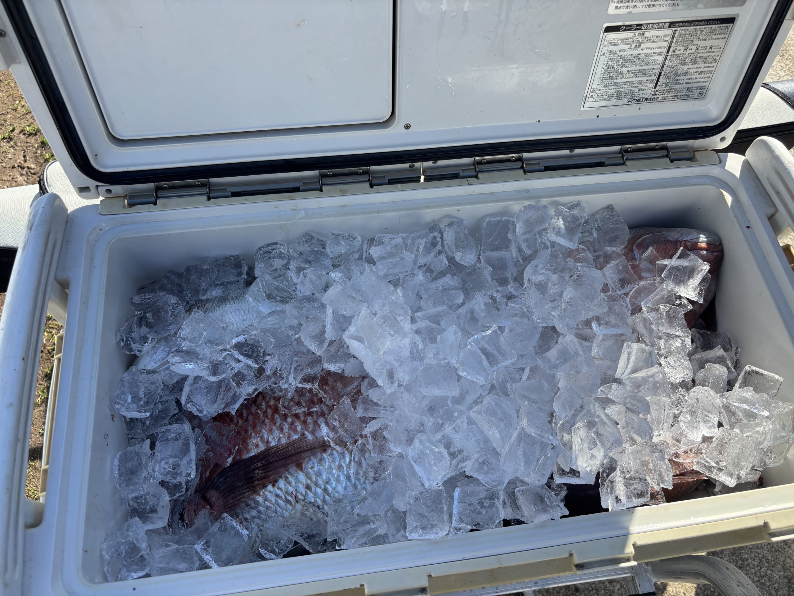 最新釣果です。