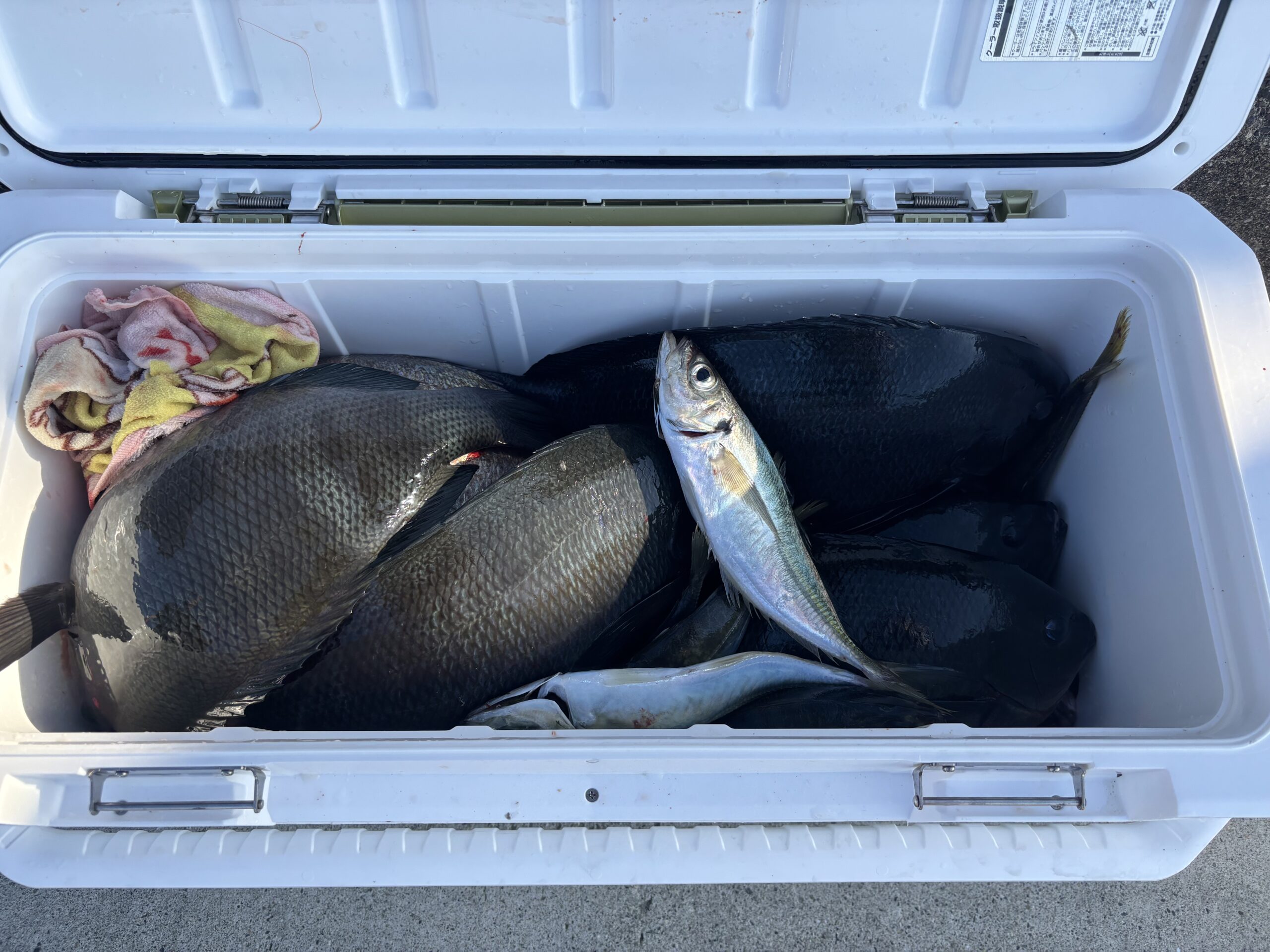 鷲谷様　グレ35～45センチ１０尾以上