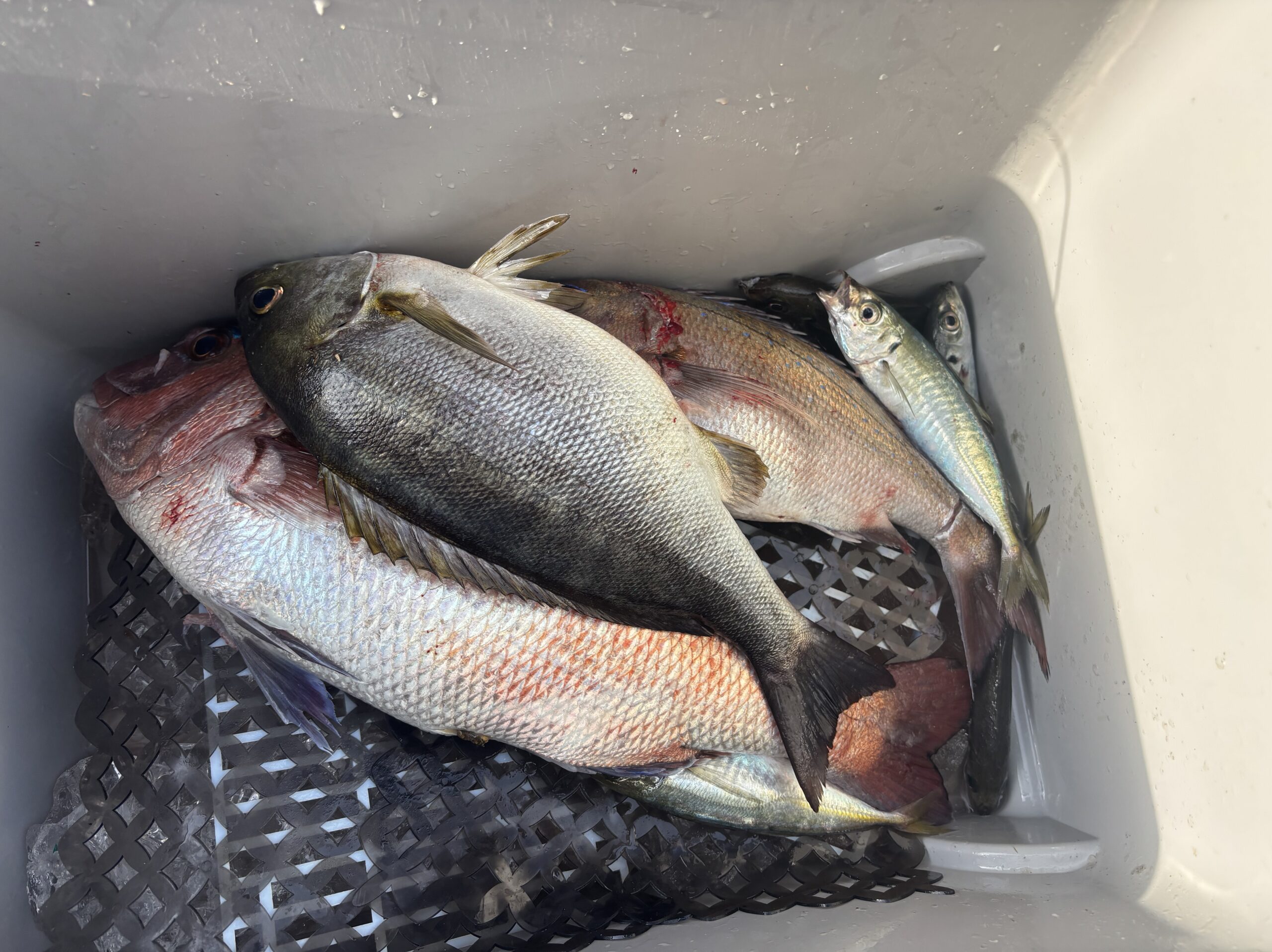 小森様　マダイ　イサキ等