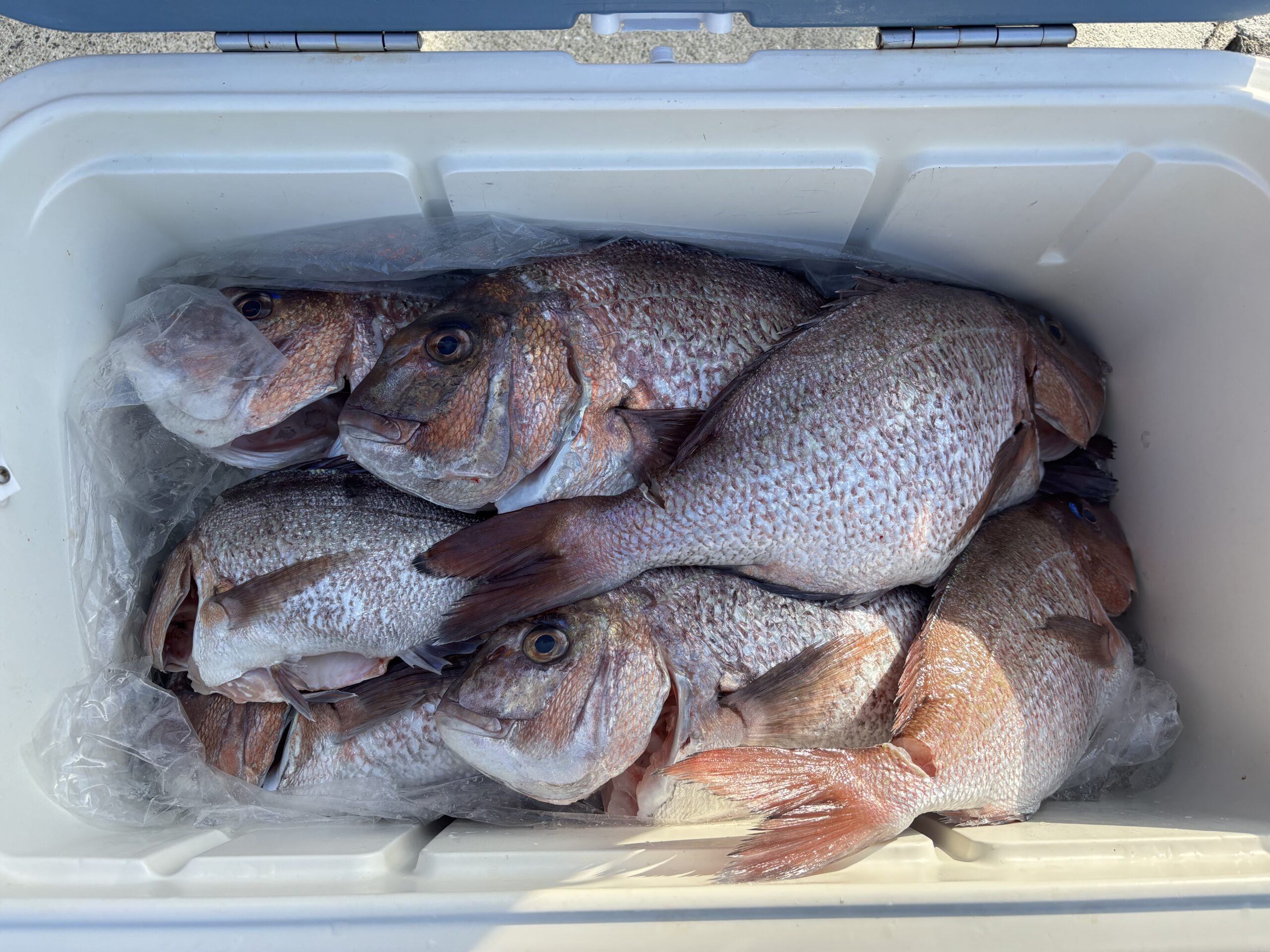 最新釣果です。