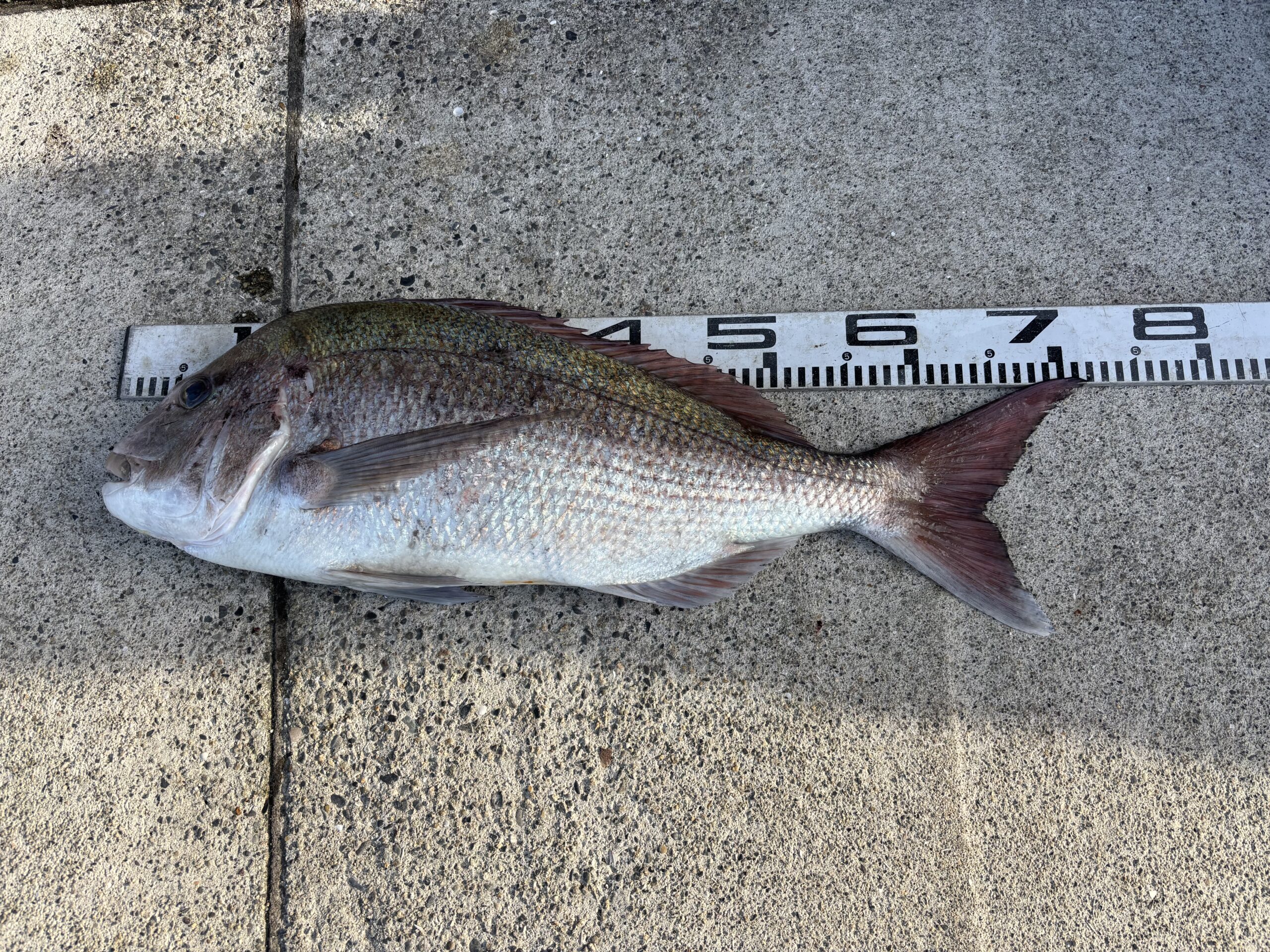 【マダイGP入賞】石橋様　マダイ71.5センチ！