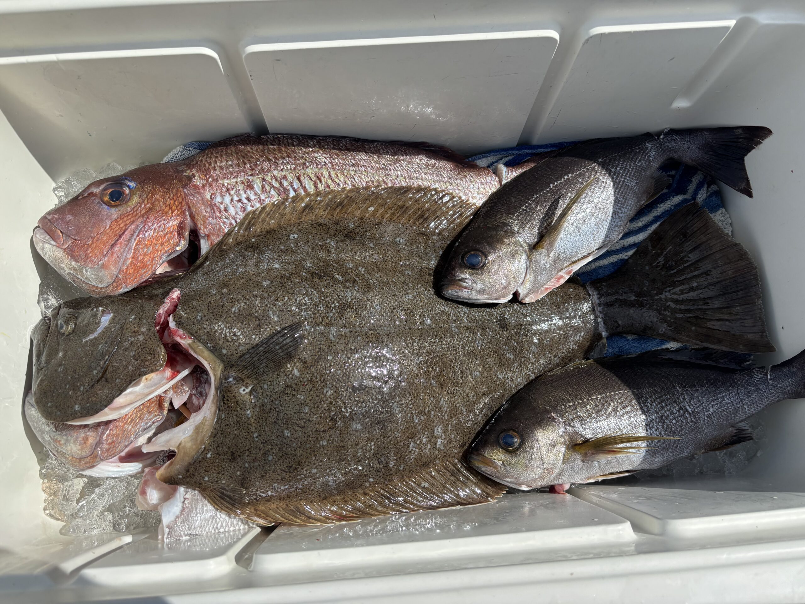 村林様　ヒラメ６５センチ　マダイ　イサキ