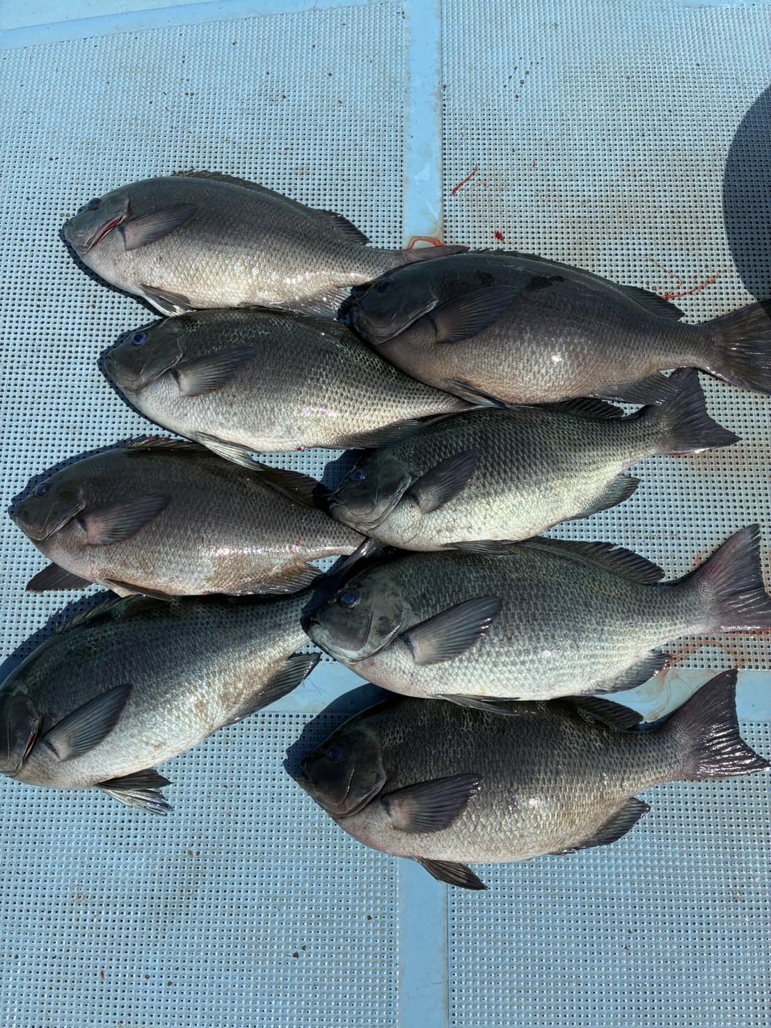 中瀬様　グレ４０～４５センチ１０尾以上