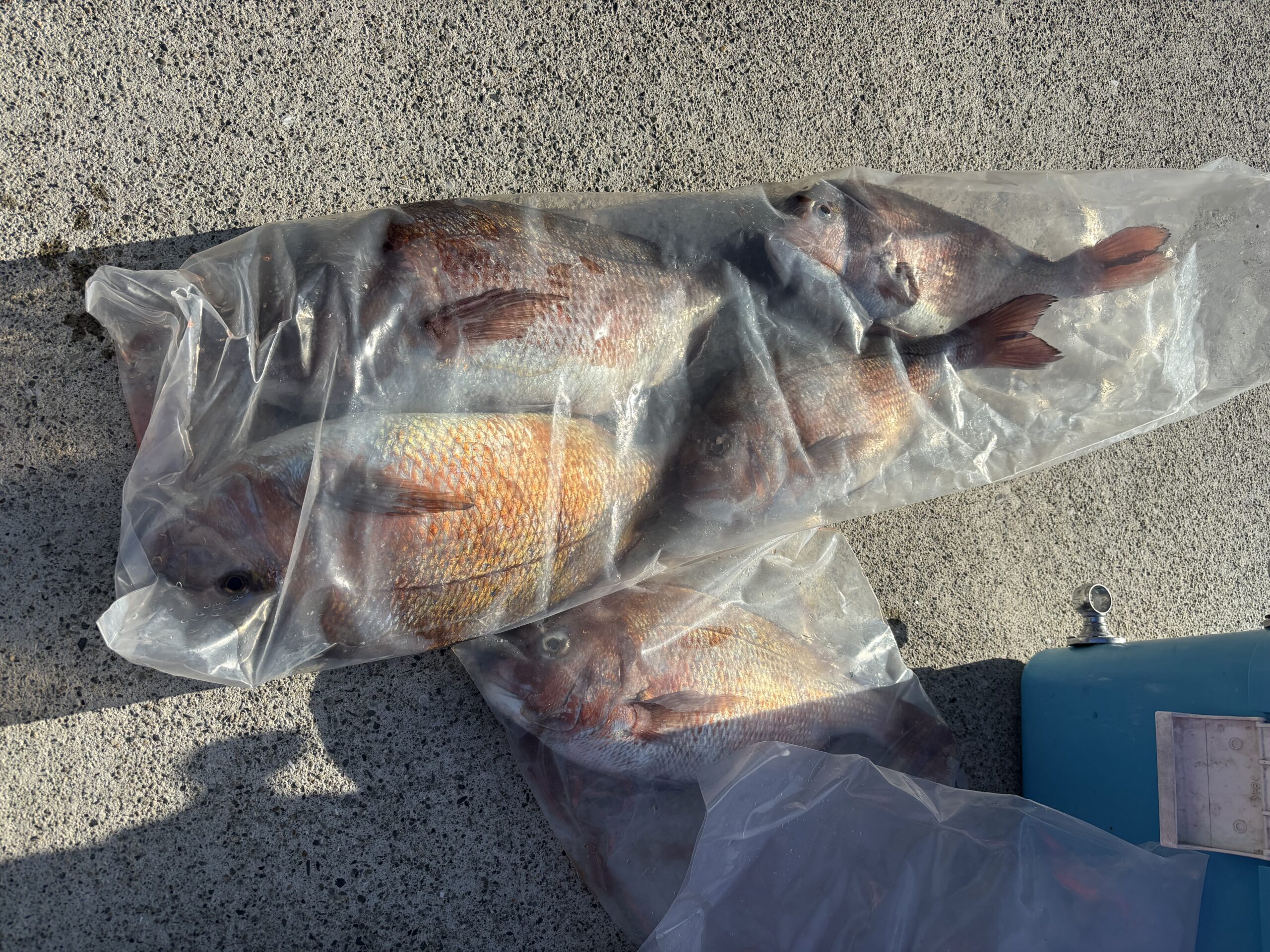 最新釣果です。