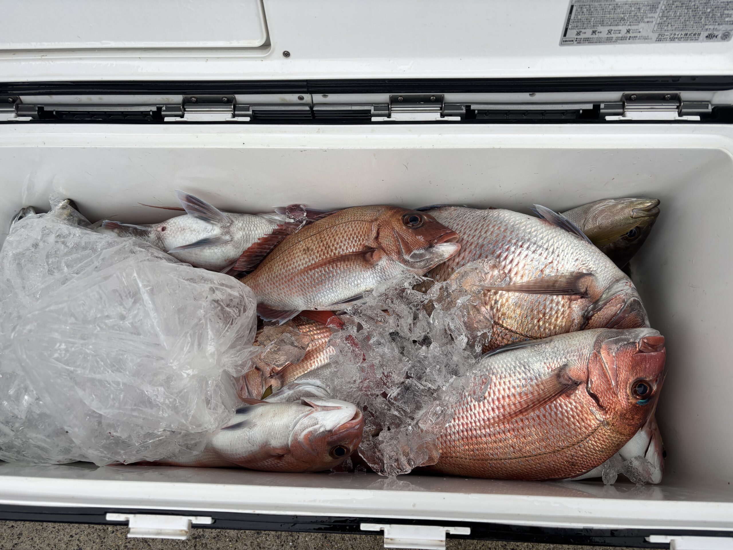 最新釣果です。