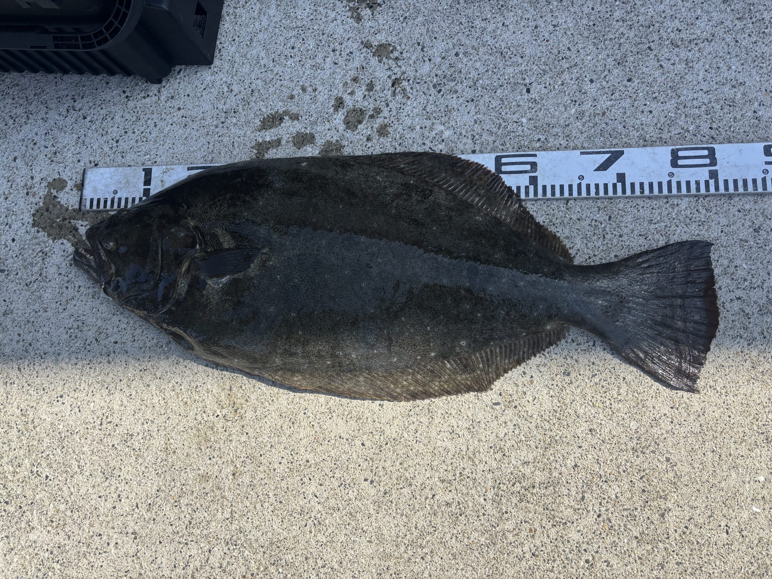 廣瀬様　ヒラメ８０センチ