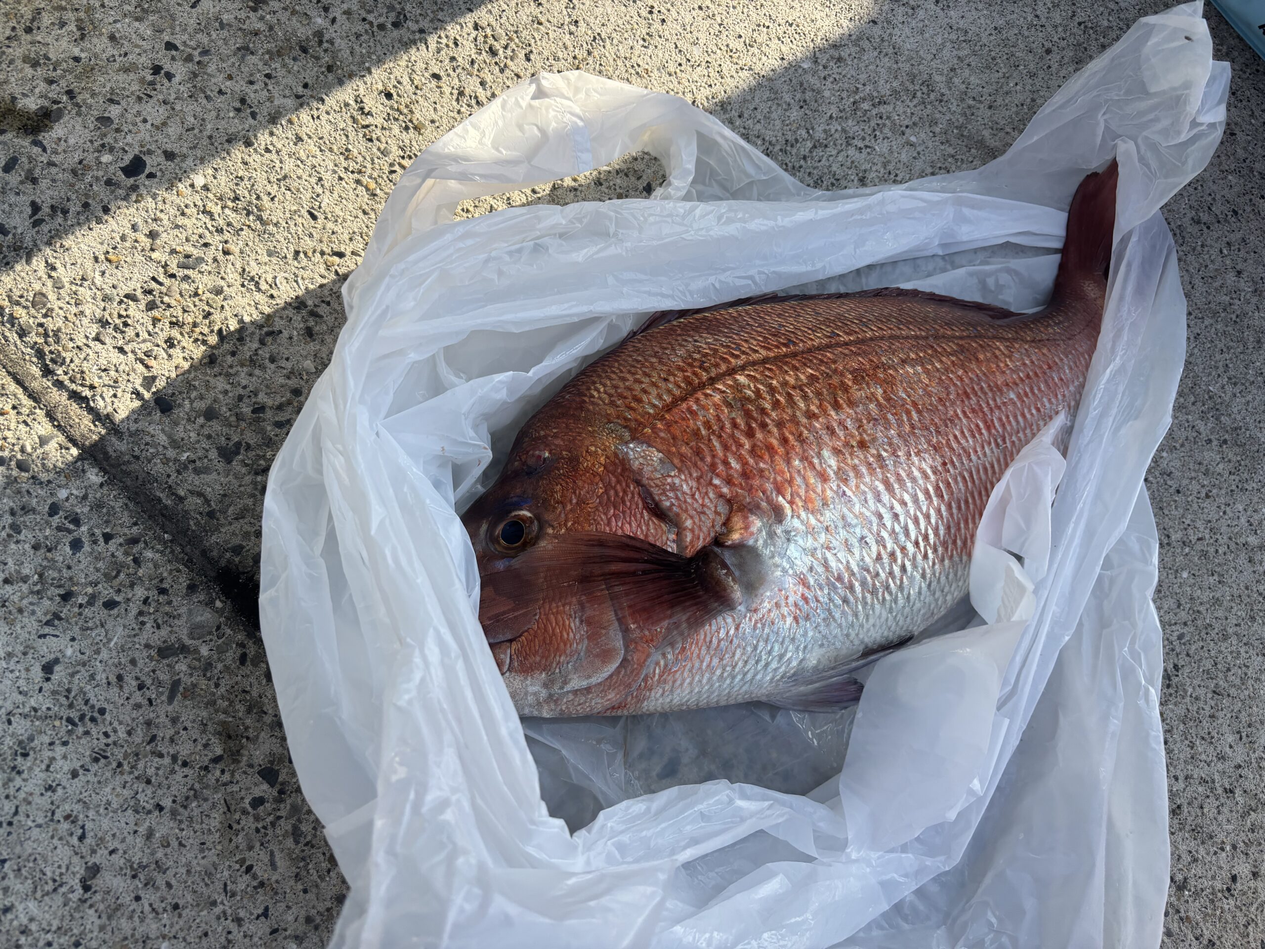 最新釣果です。②