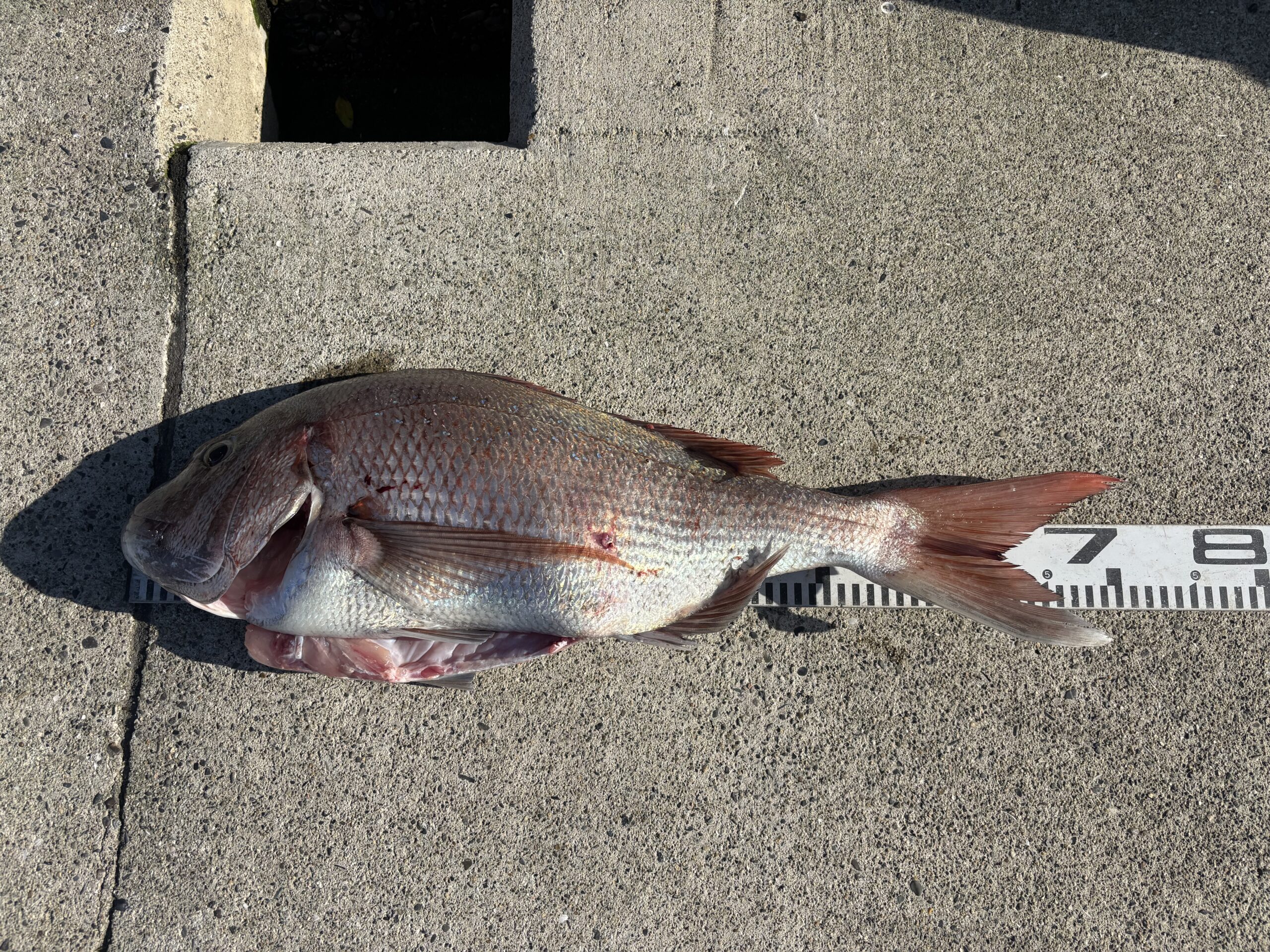 小畑様　マダイ７０センチ！