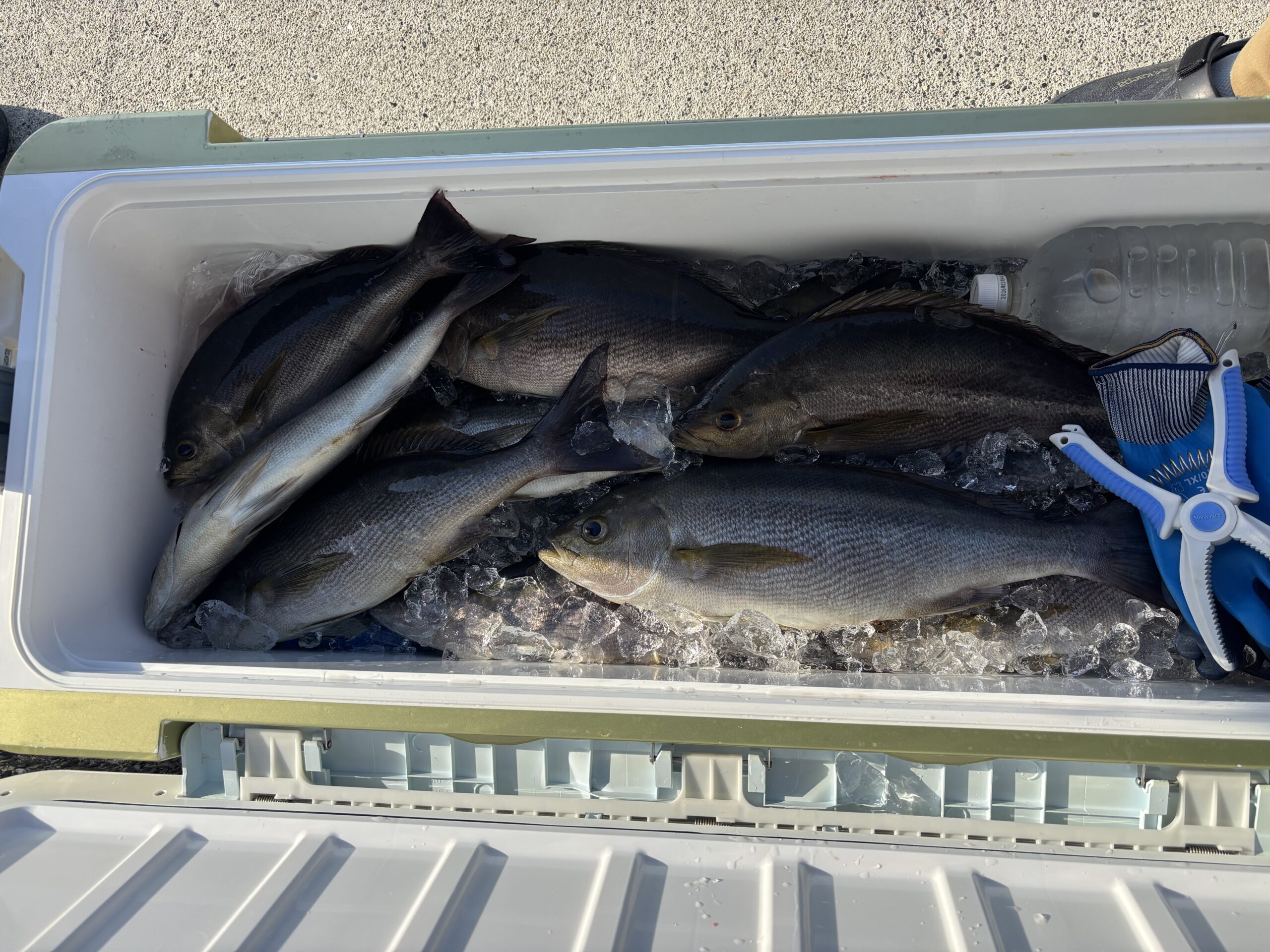 西浦様　ジャンボイサキ２０尾以上！