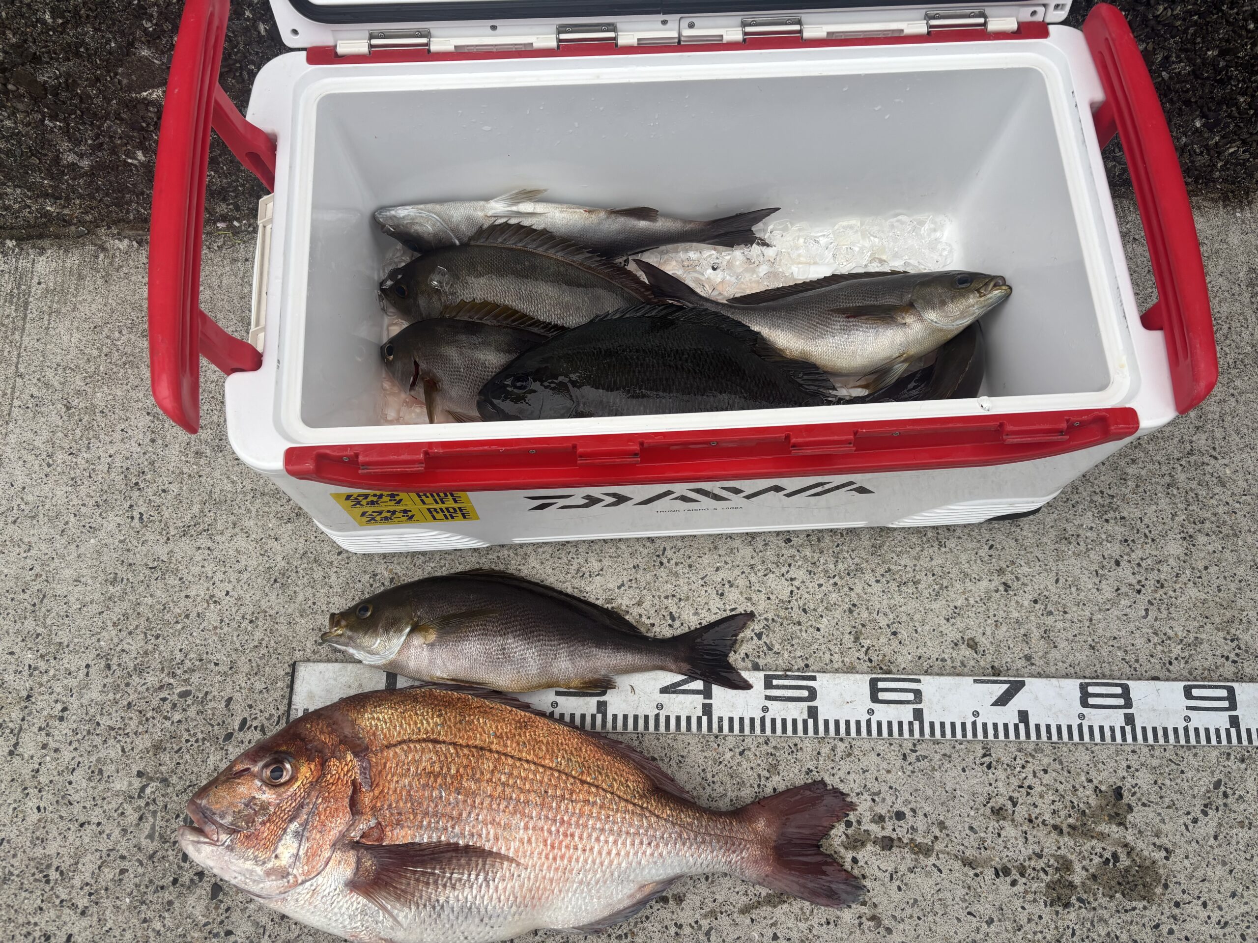 ヤマグチェ様　マダイ６０センチ　グレ　ジャンボイサキ等