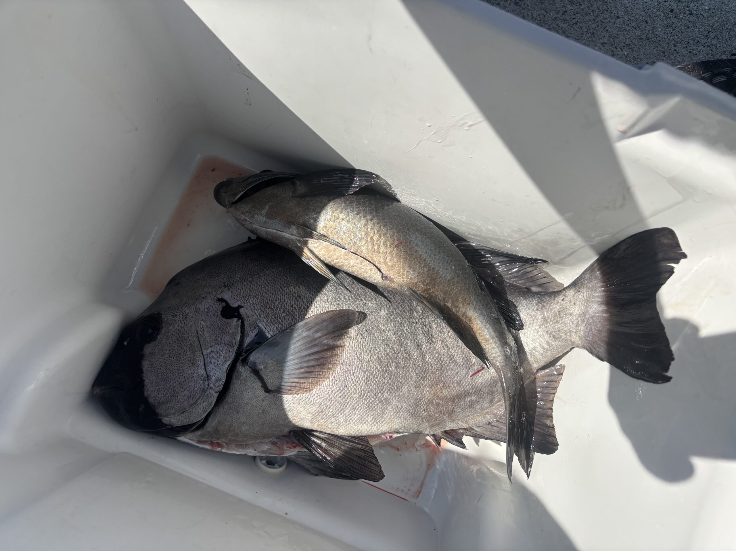 尾高様　グレ45センチ　イシダイ６０センチ