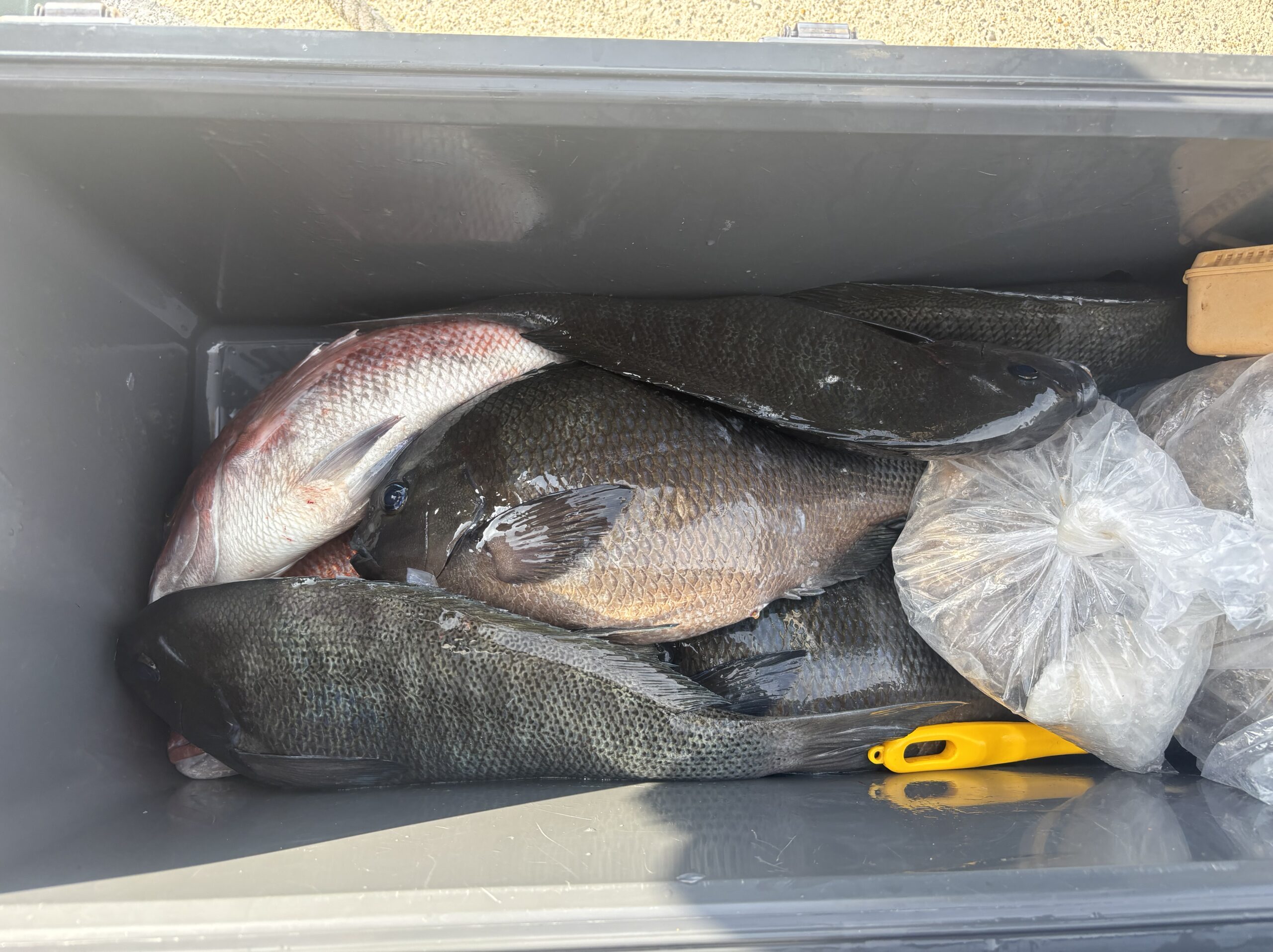 松本様　グレ４０～４５センチ　５尾