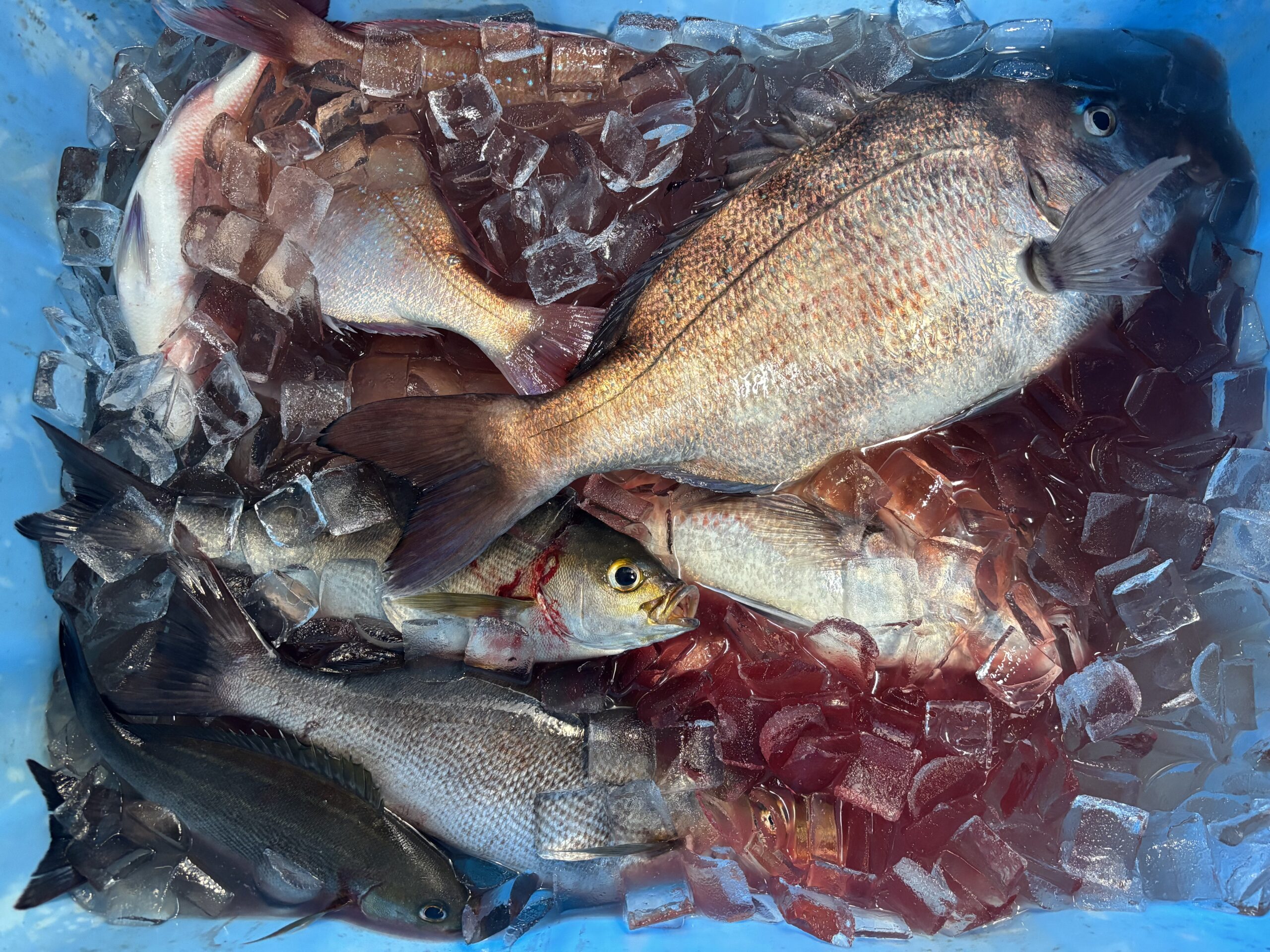 イサキ爆釣しましたー！