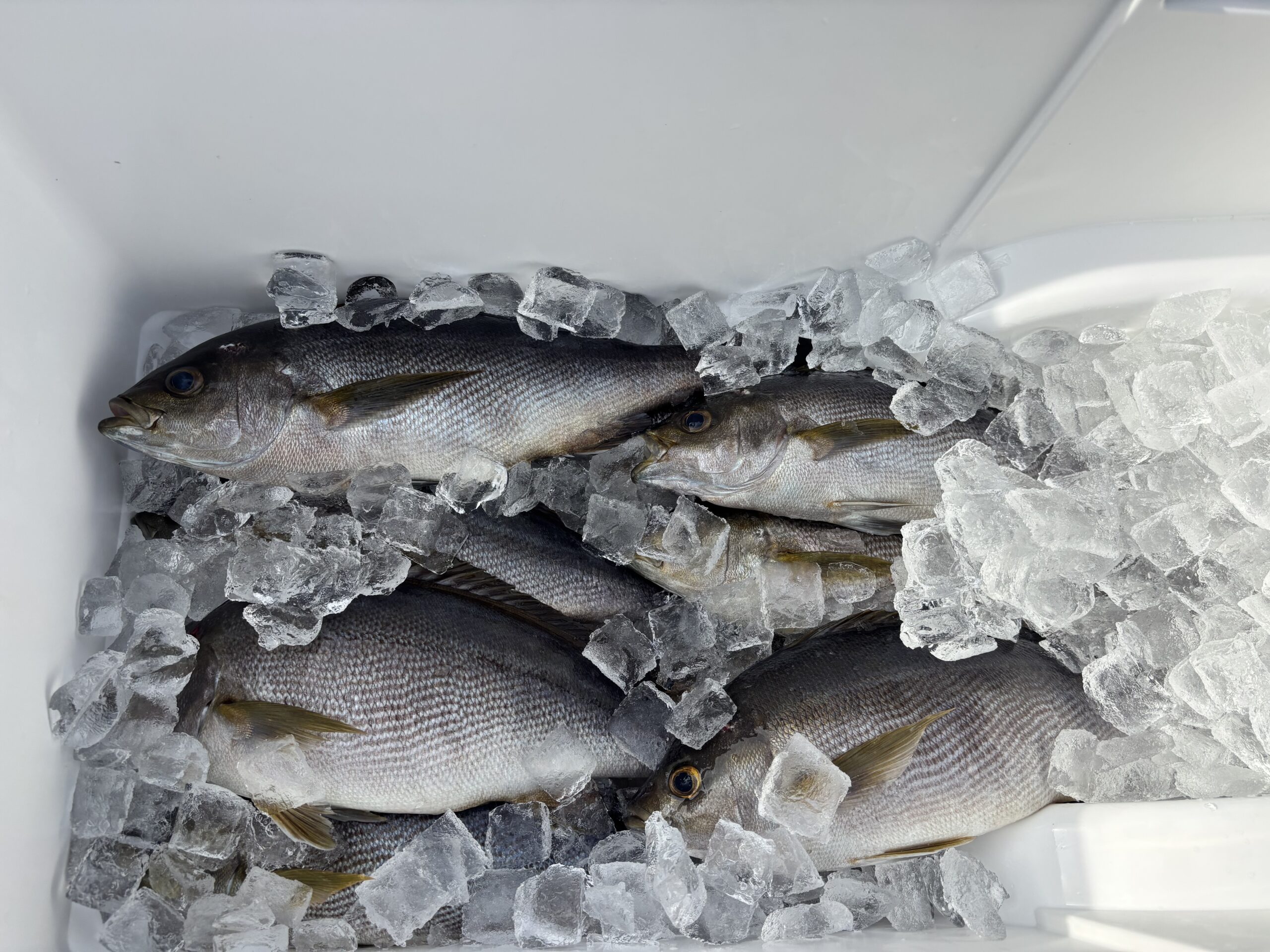 ジャンボイサキよく釣れてます!