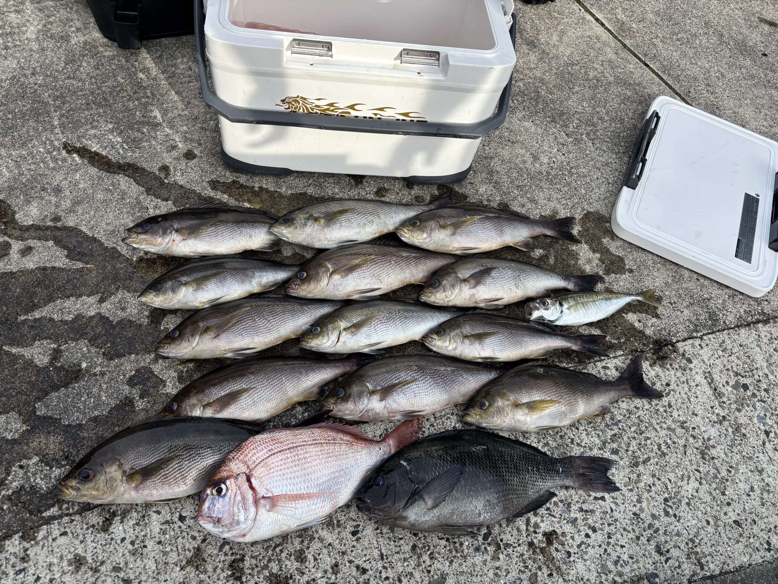 鈴木様　ジャンボイサキ爆釣！