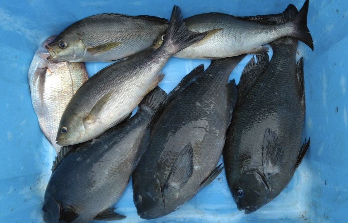 グレも釣れ始めてます!