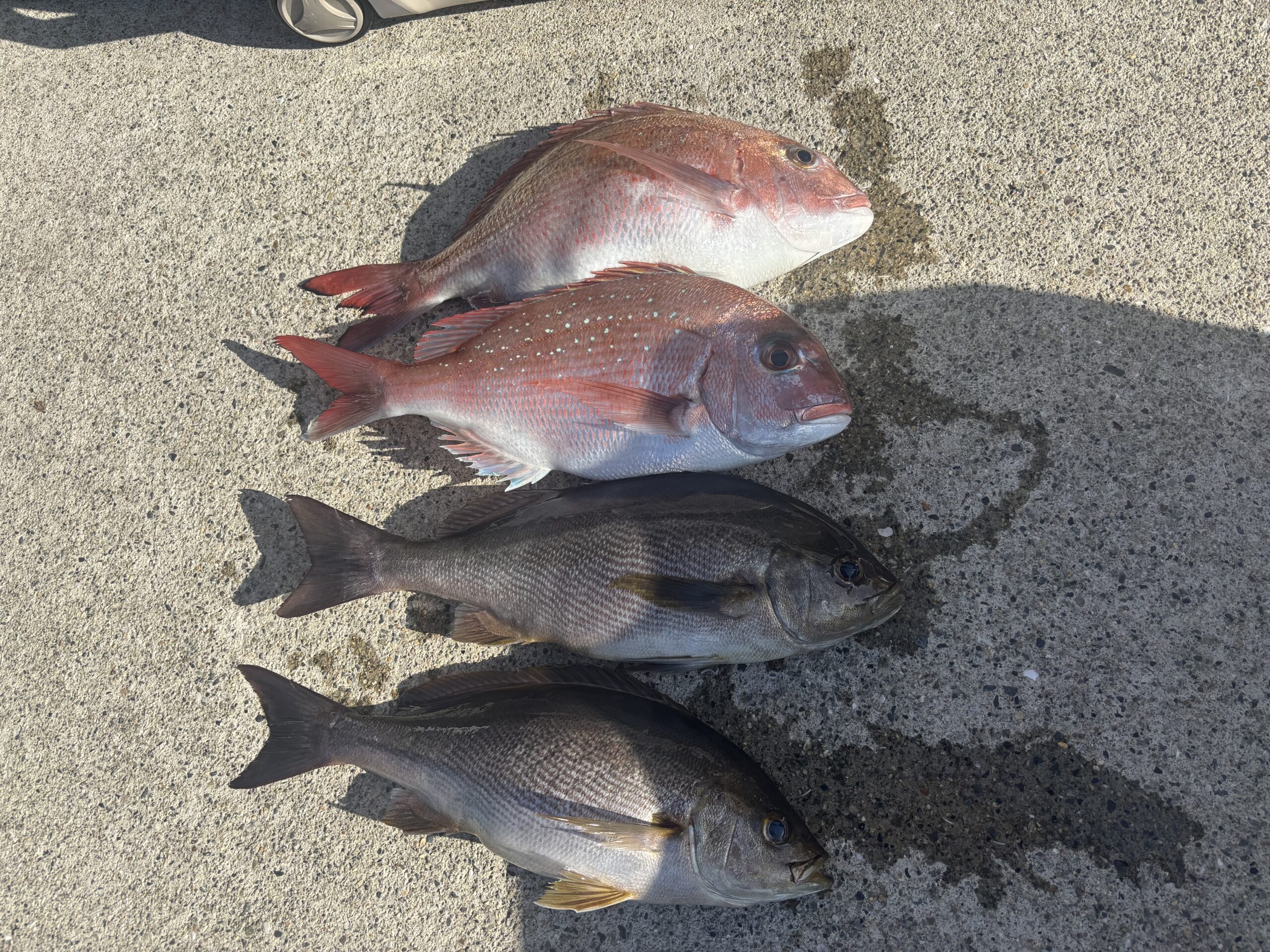 最新釣果です。エサ取り注意報発令！