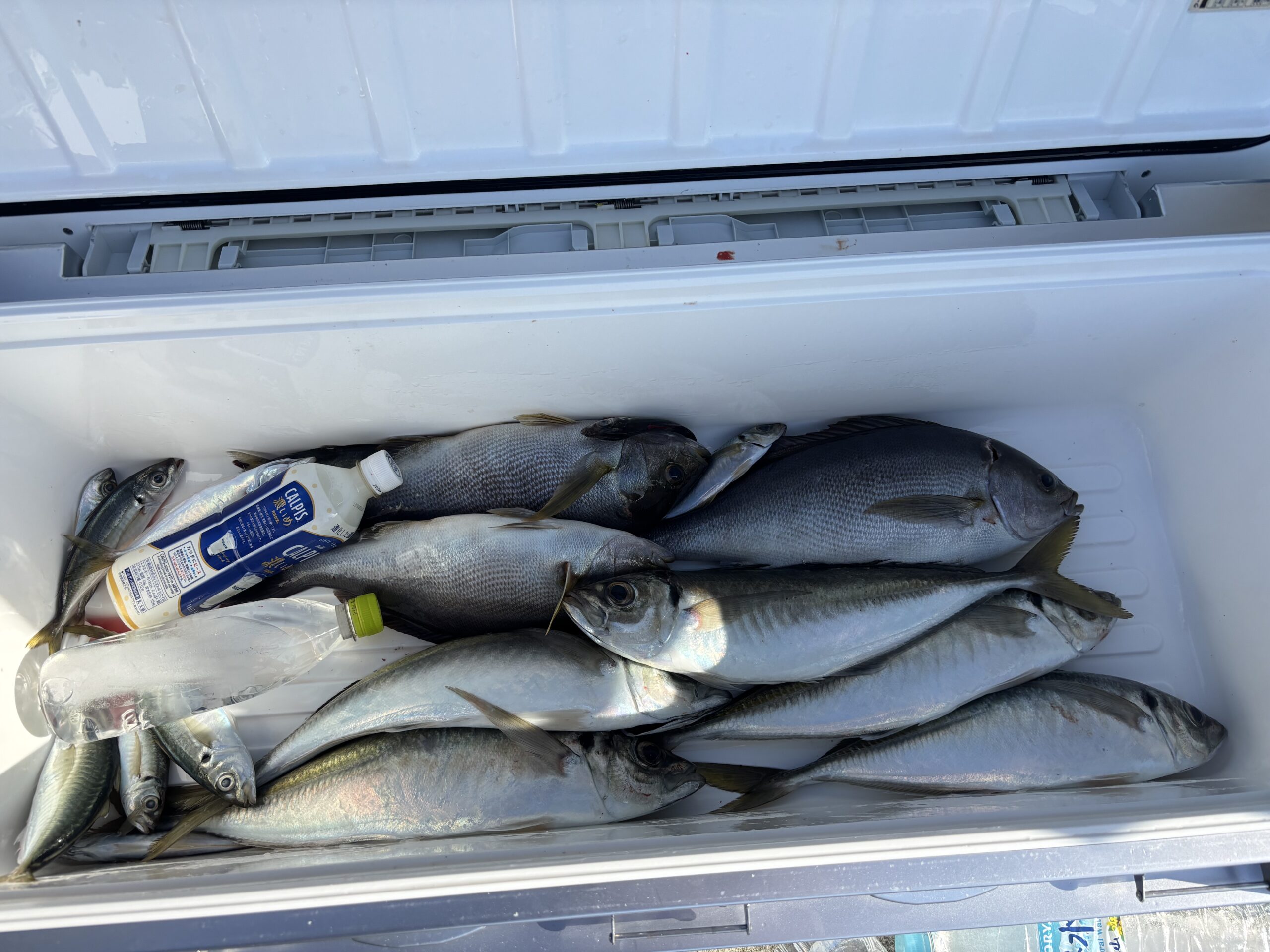 最新釣果です！大アジ！ジャンボイサキ！