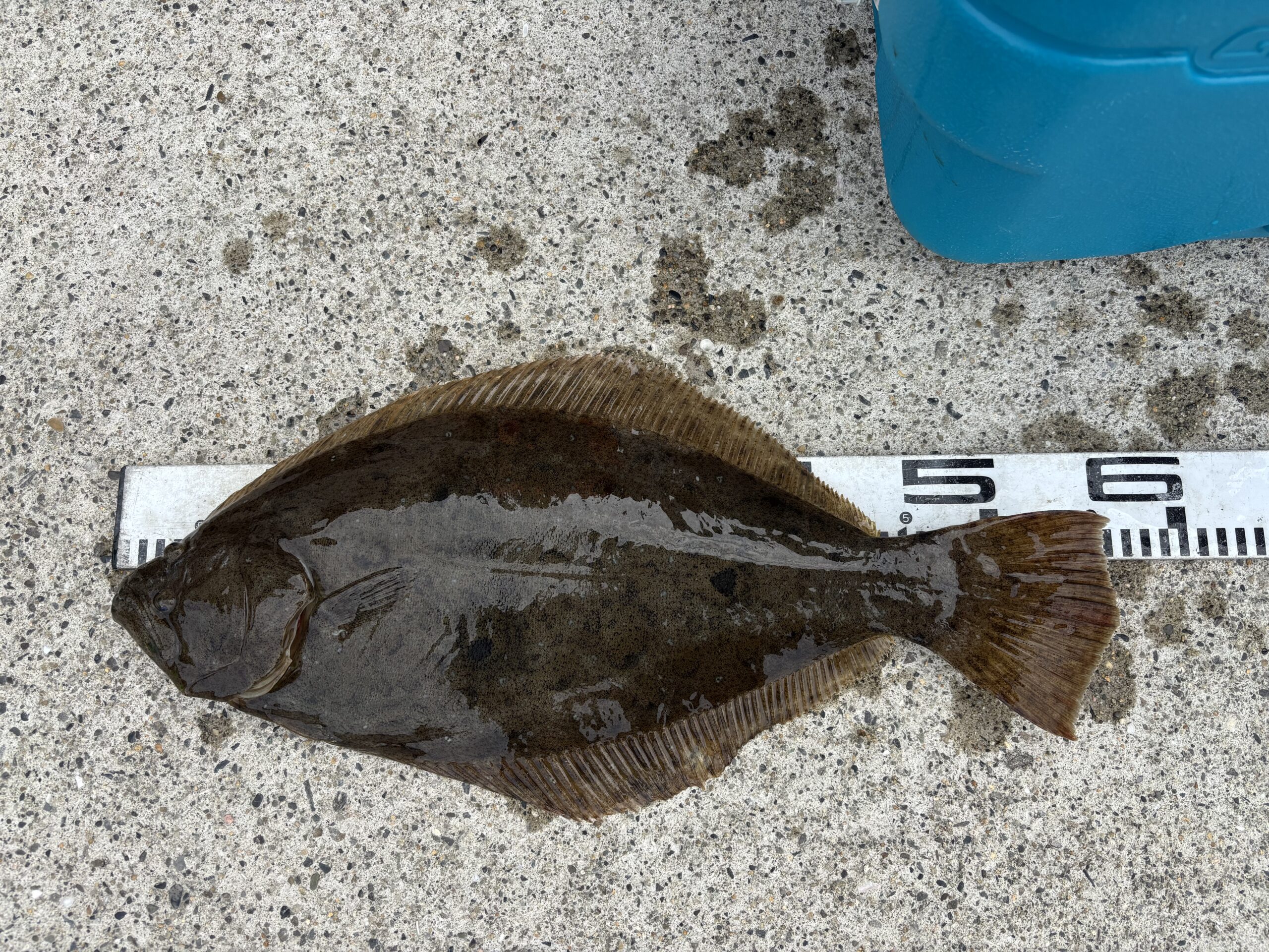 本日の釣果です！ヒラメが連日！