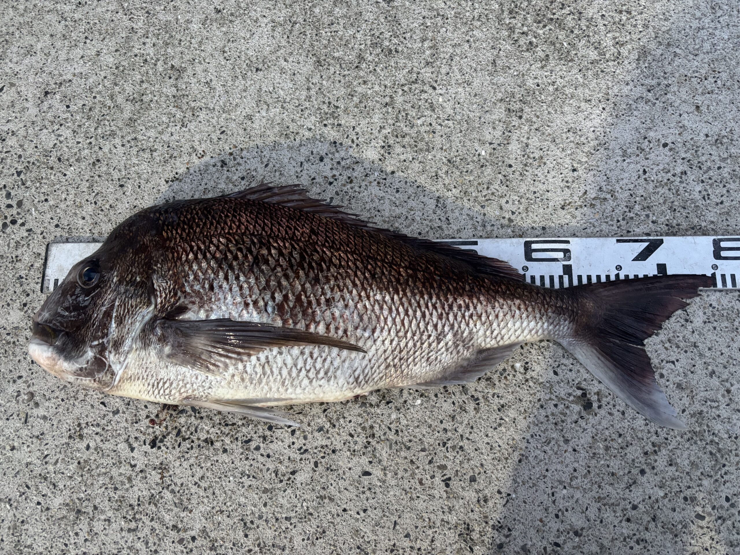 【マダイGP入賞】土井様　マダイ75.1センチ！