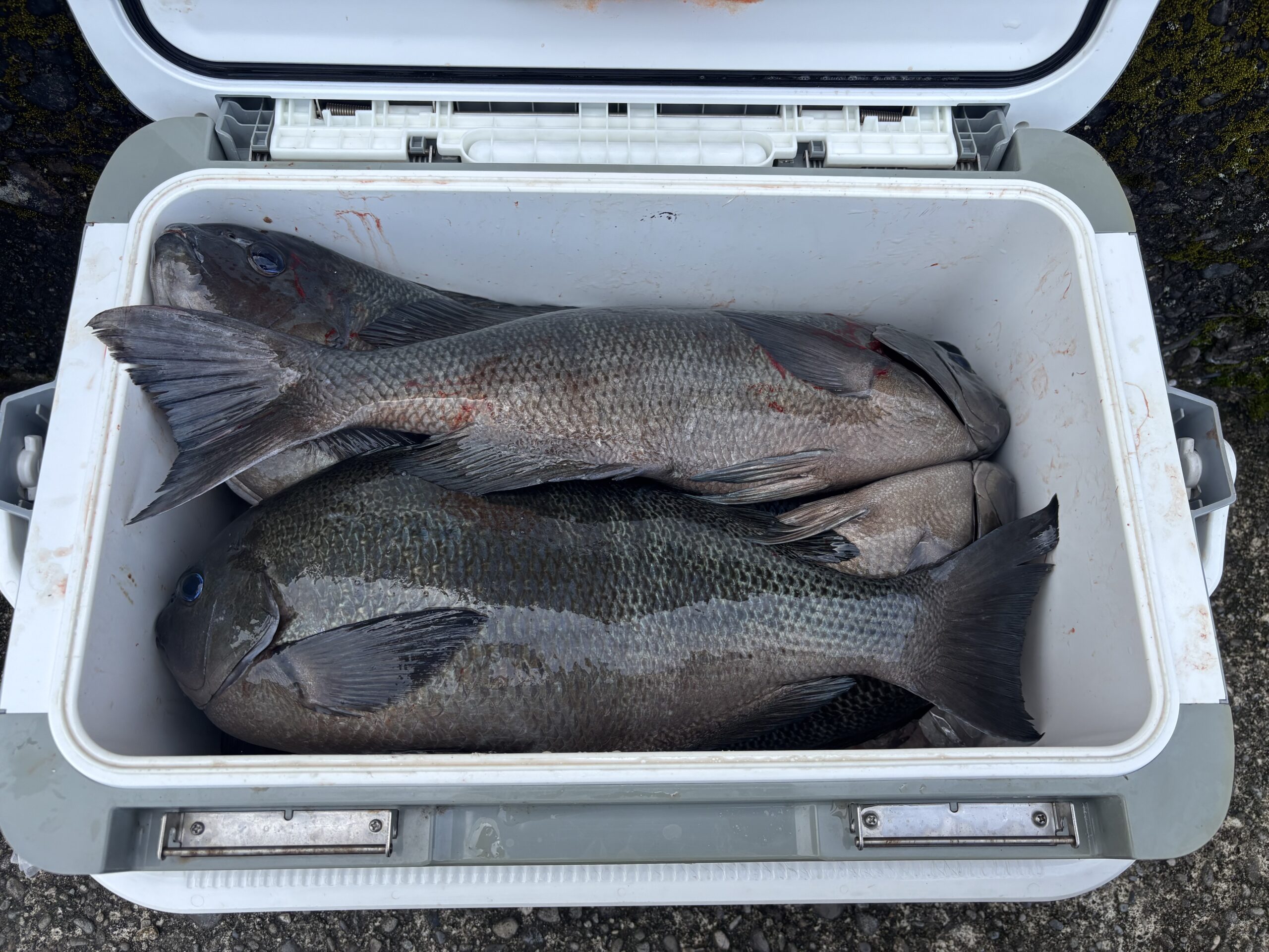 グレ始まってきたかも！？