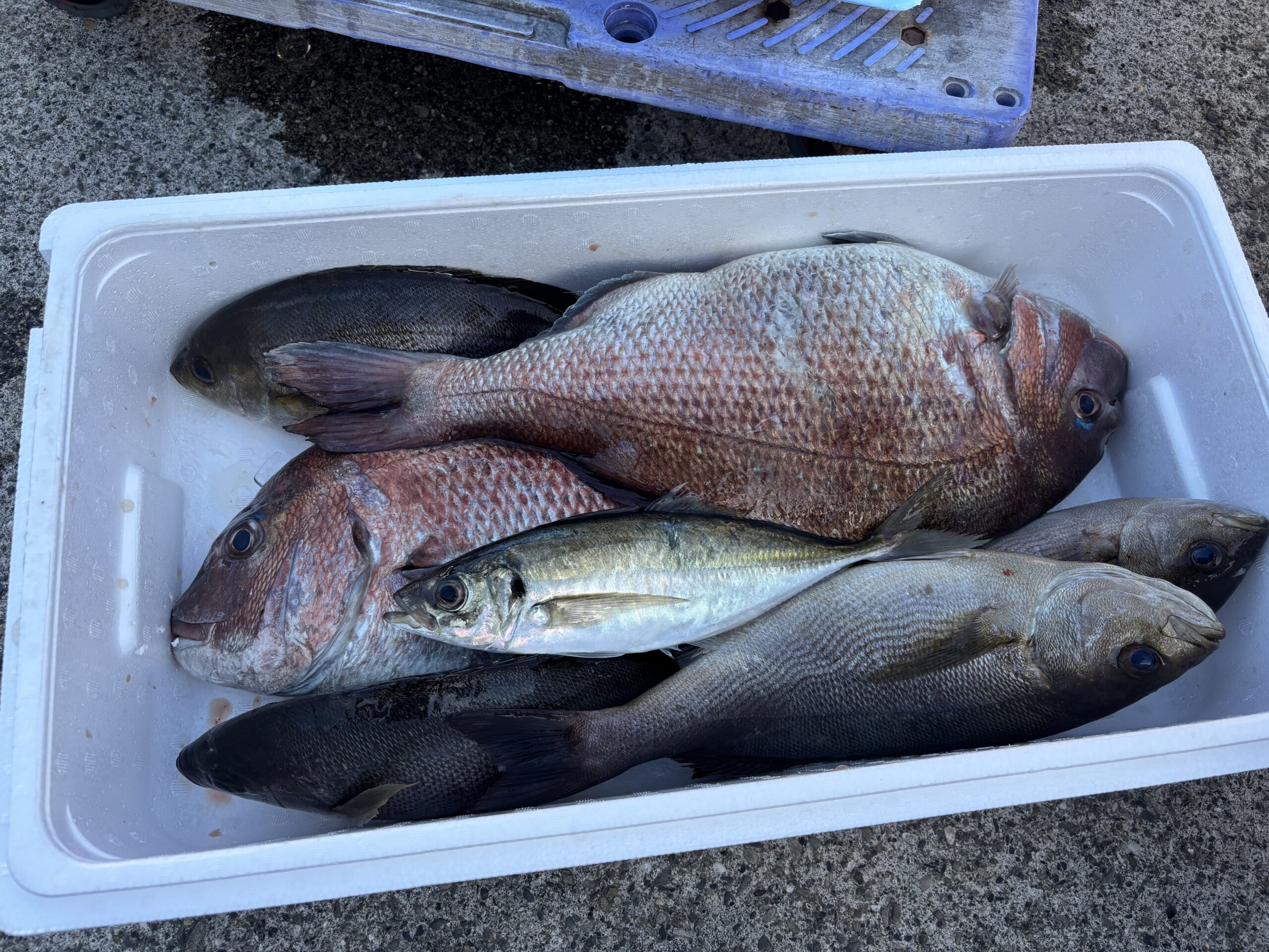 最新釣果です。