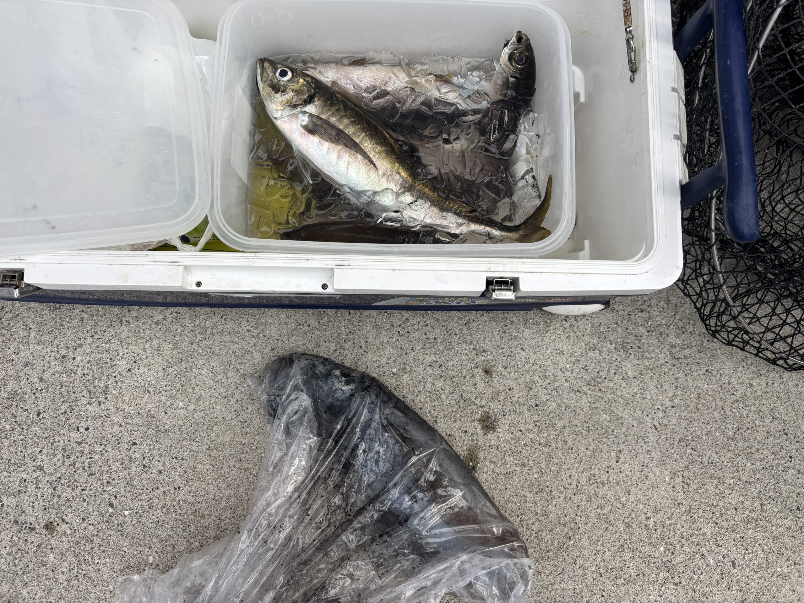 最新釣果です。深場でアオリイカのアタリ連発です！