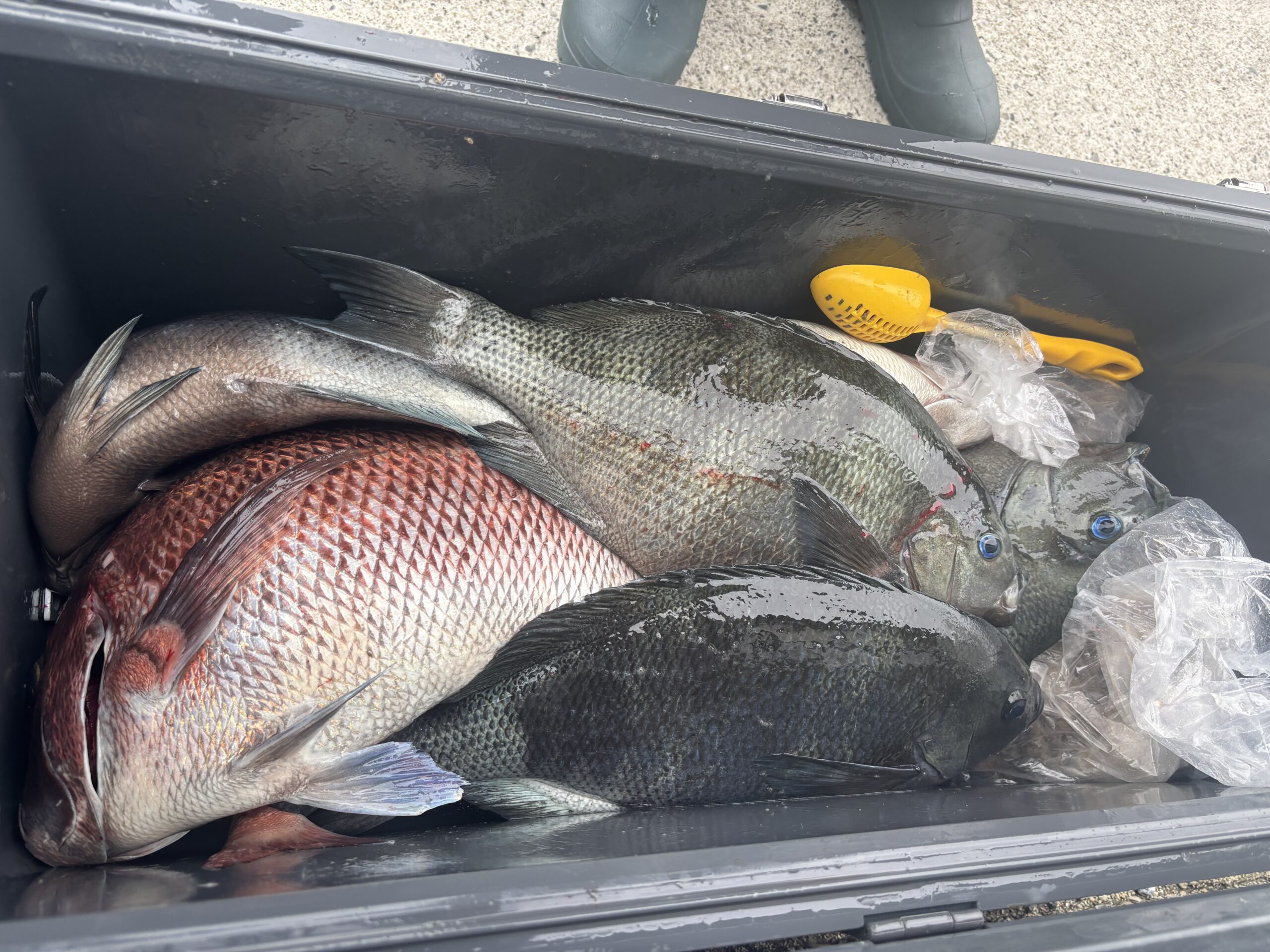 最新グレ釣果！