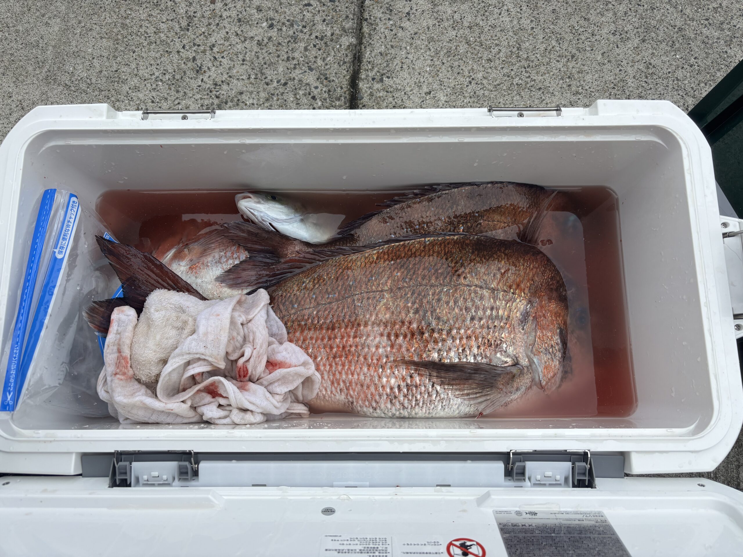 最新まだい釣果！