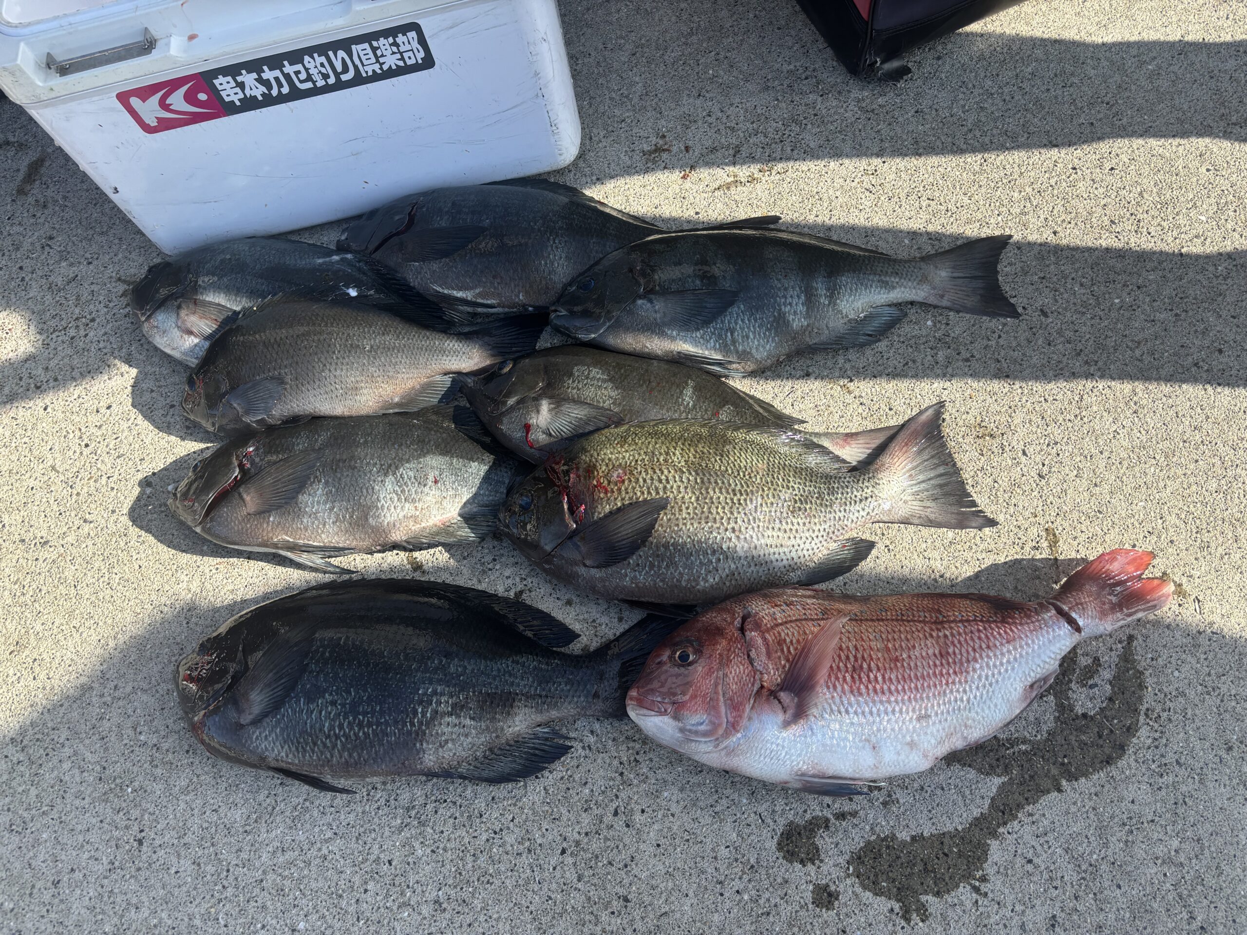 小南様　グレ爆釣！