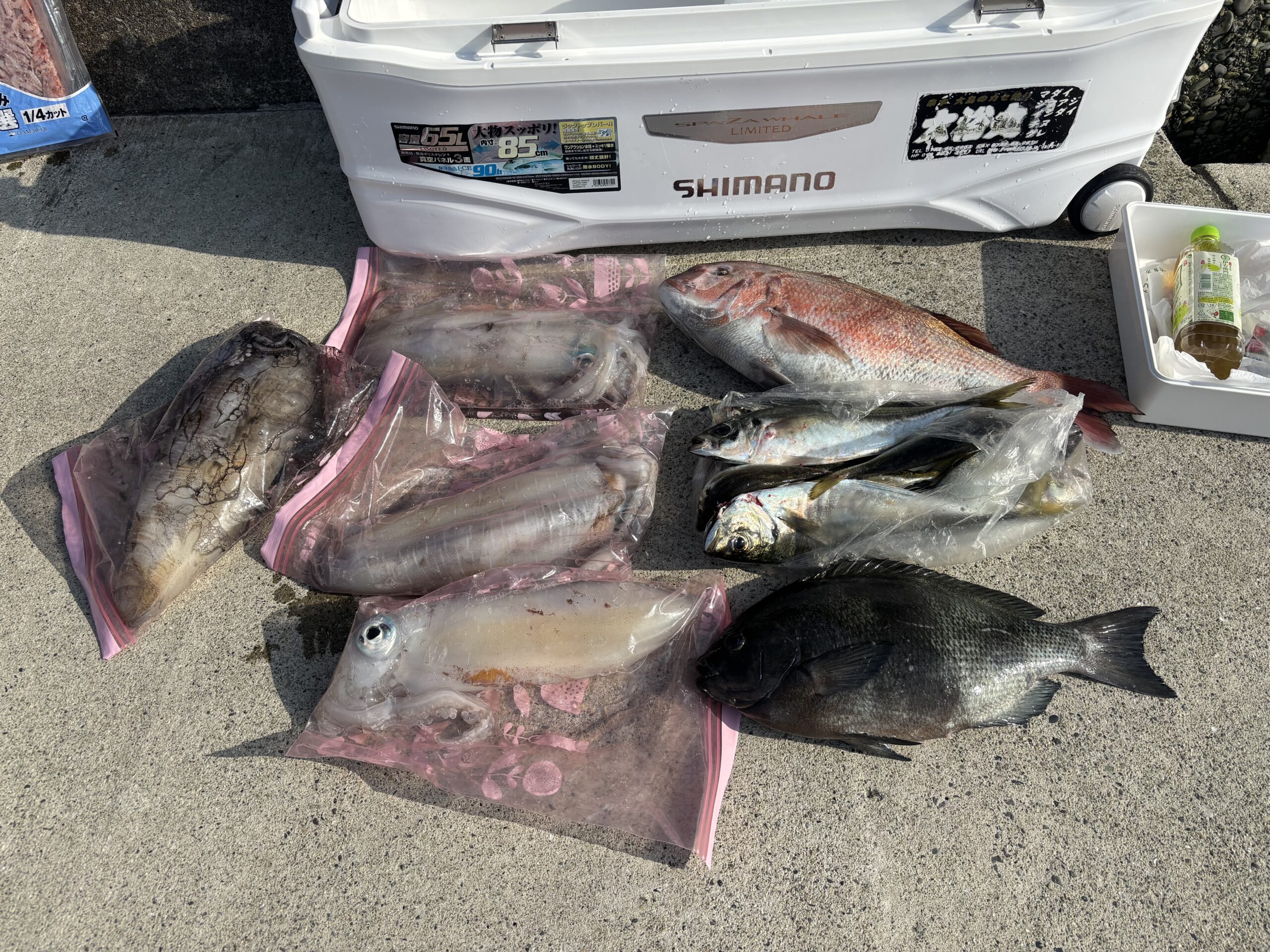 アオリイカとジャンボイサキも負けておりません！