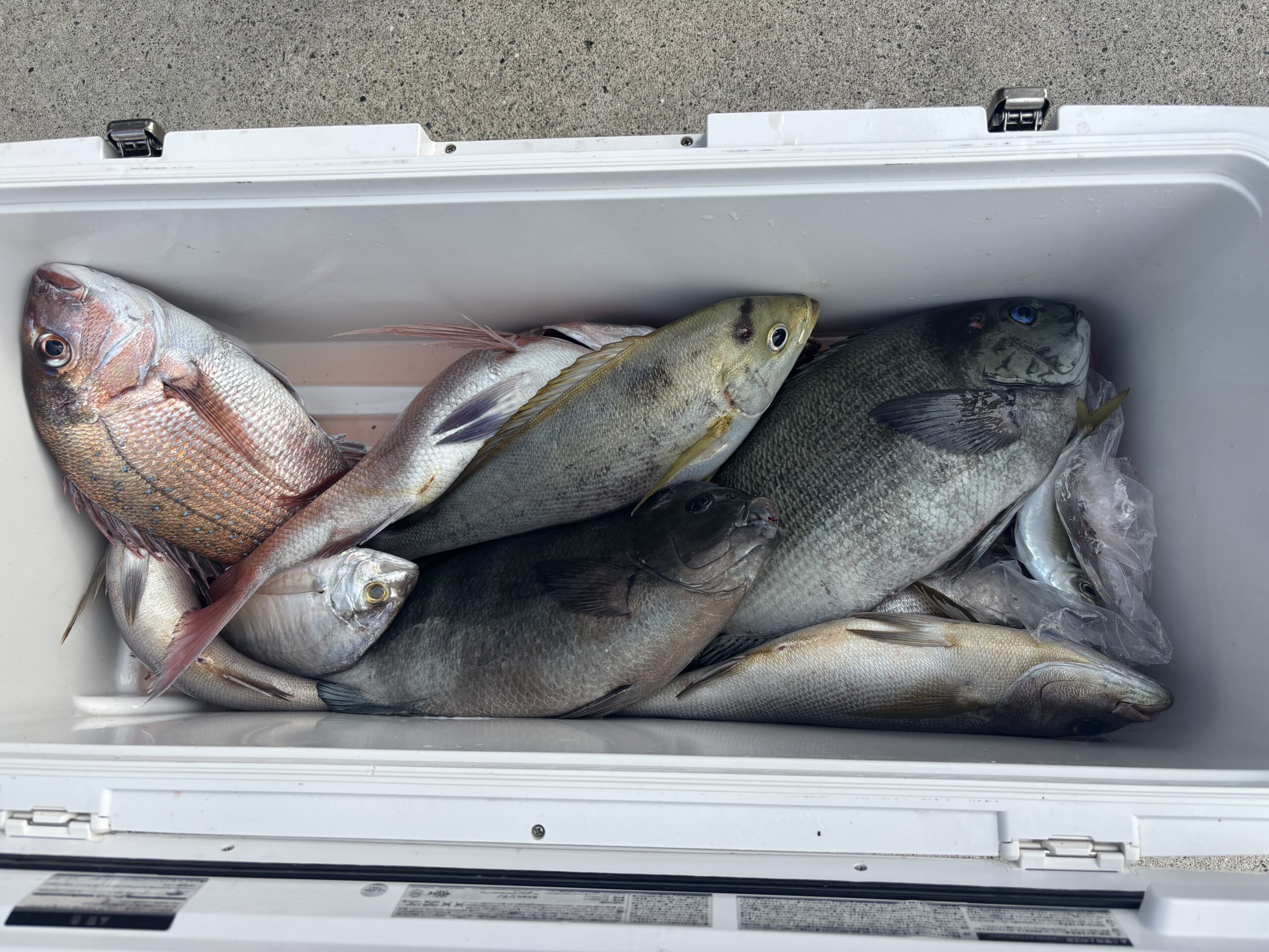 グレ好反応です！