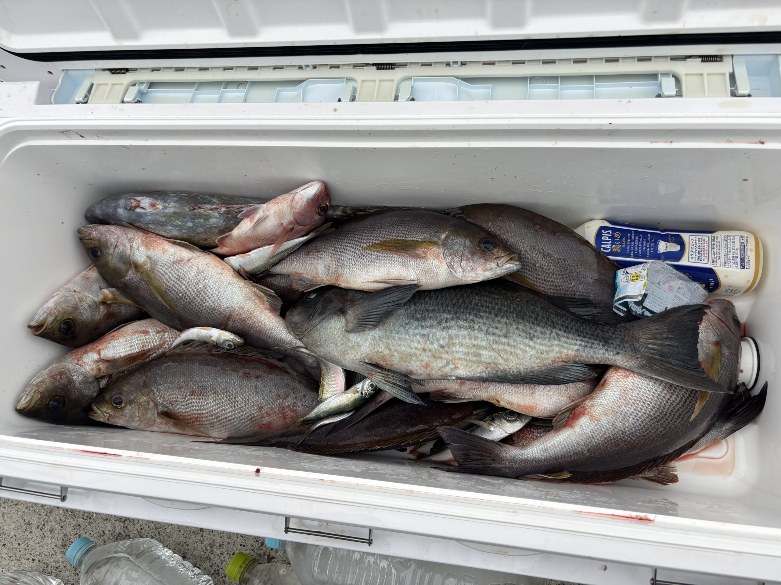最新釣果です。