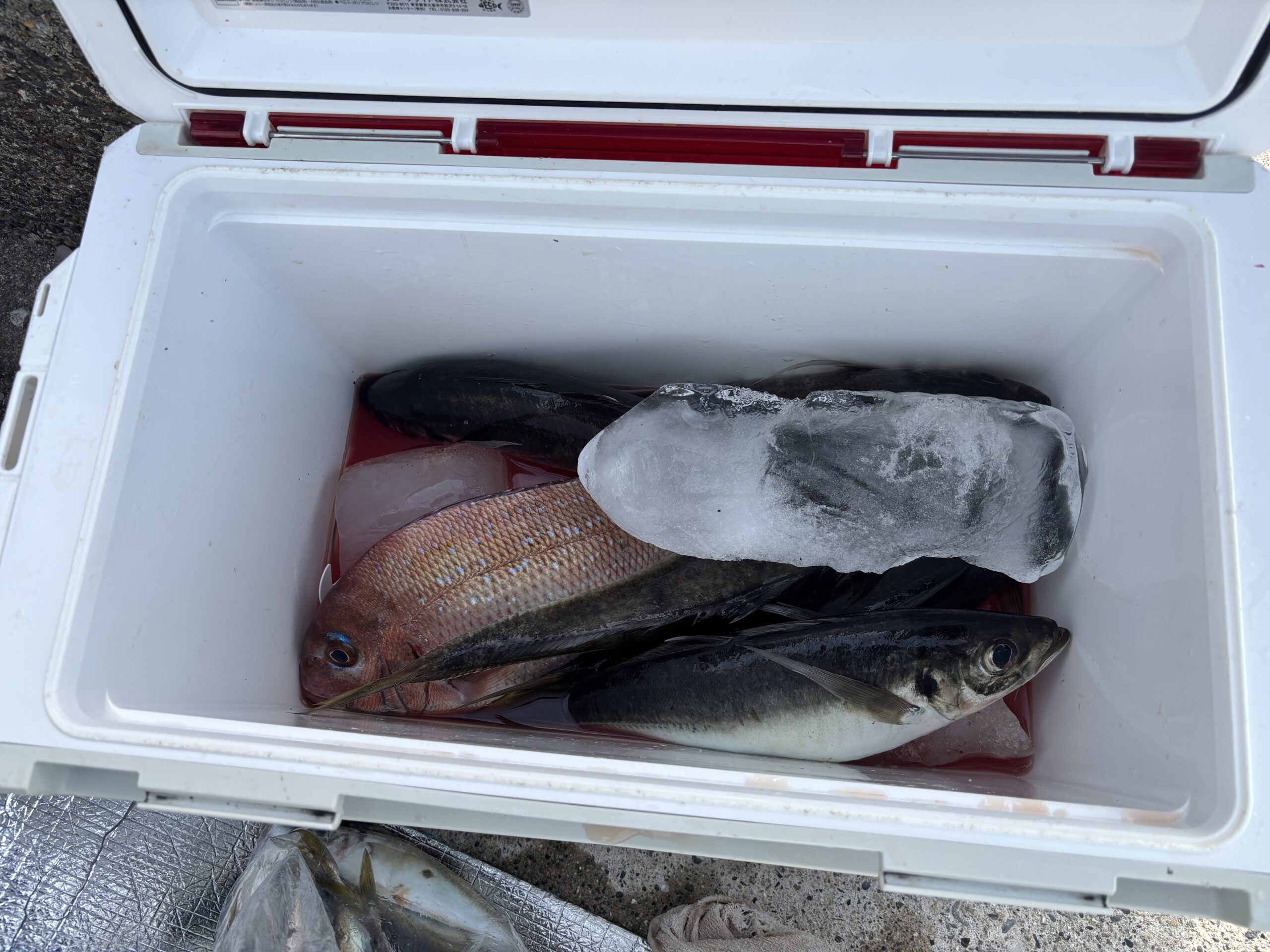 大アジ釣れてます！