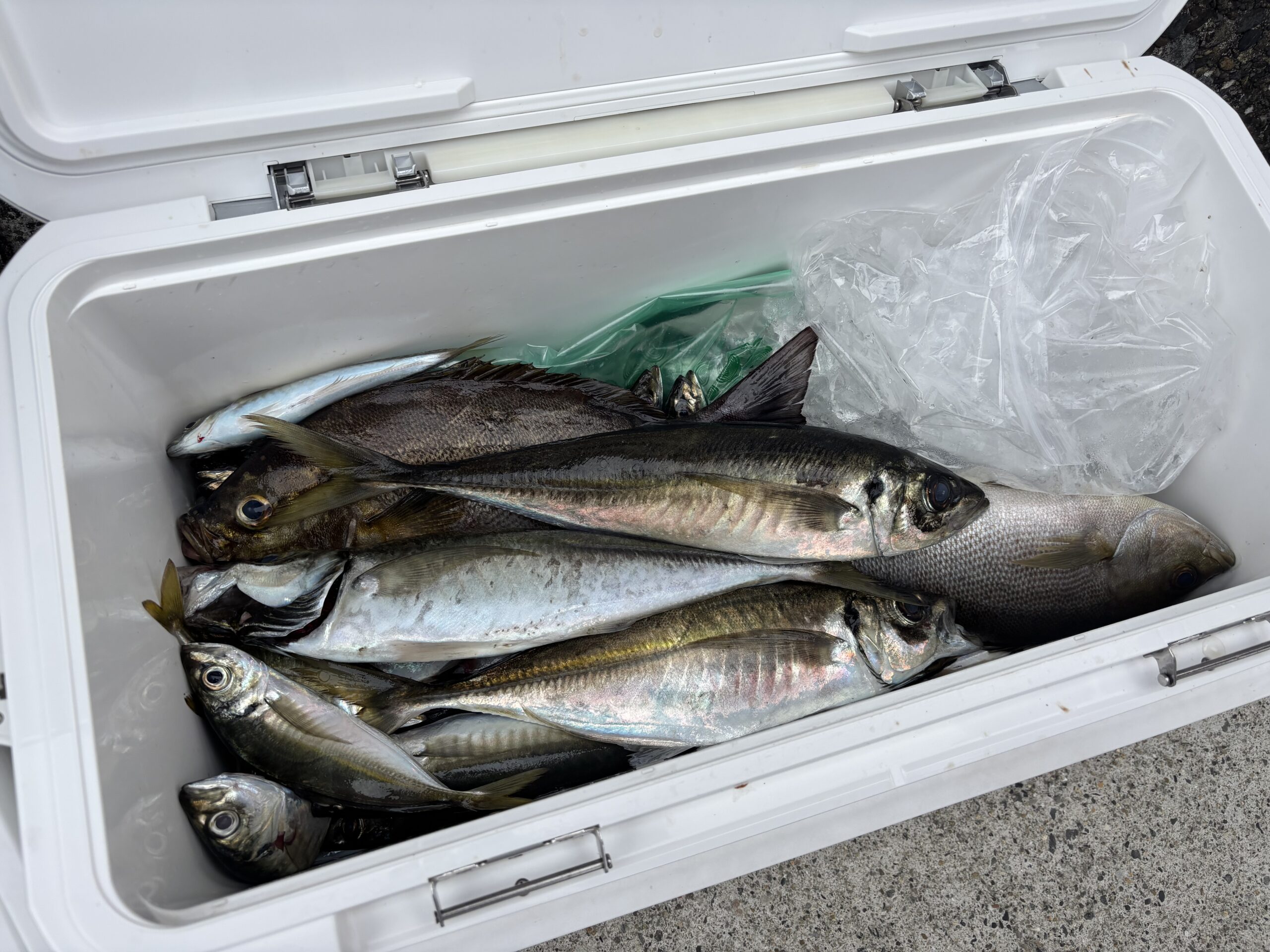 最新釣果です。大アジとチヌの気配がぷんぷん